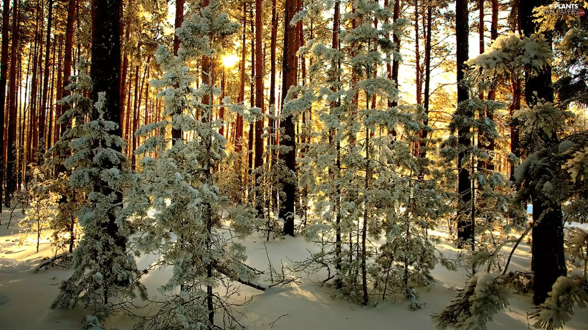 trees, forest, winter, viewes
