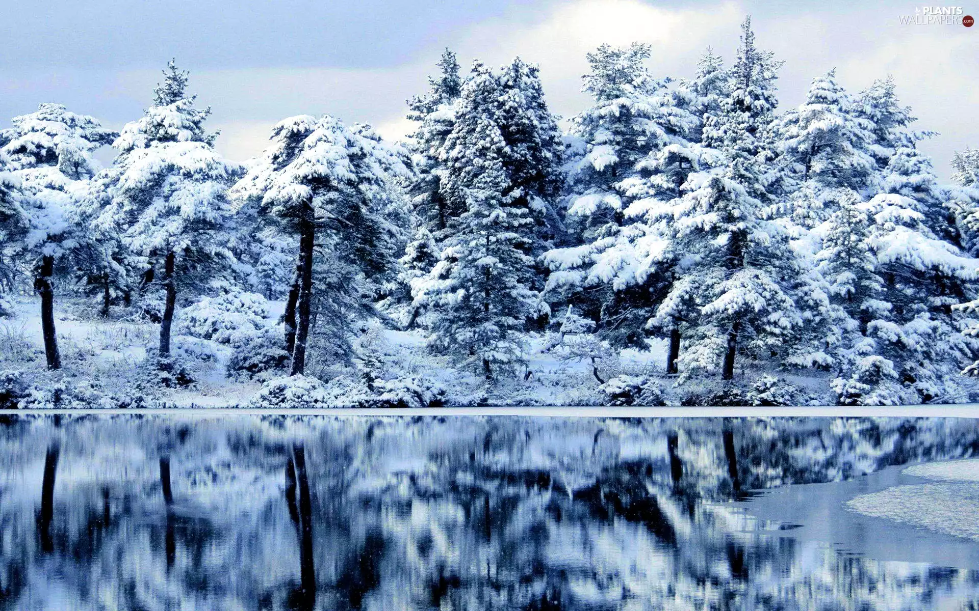 trees, lake, winter, viewes