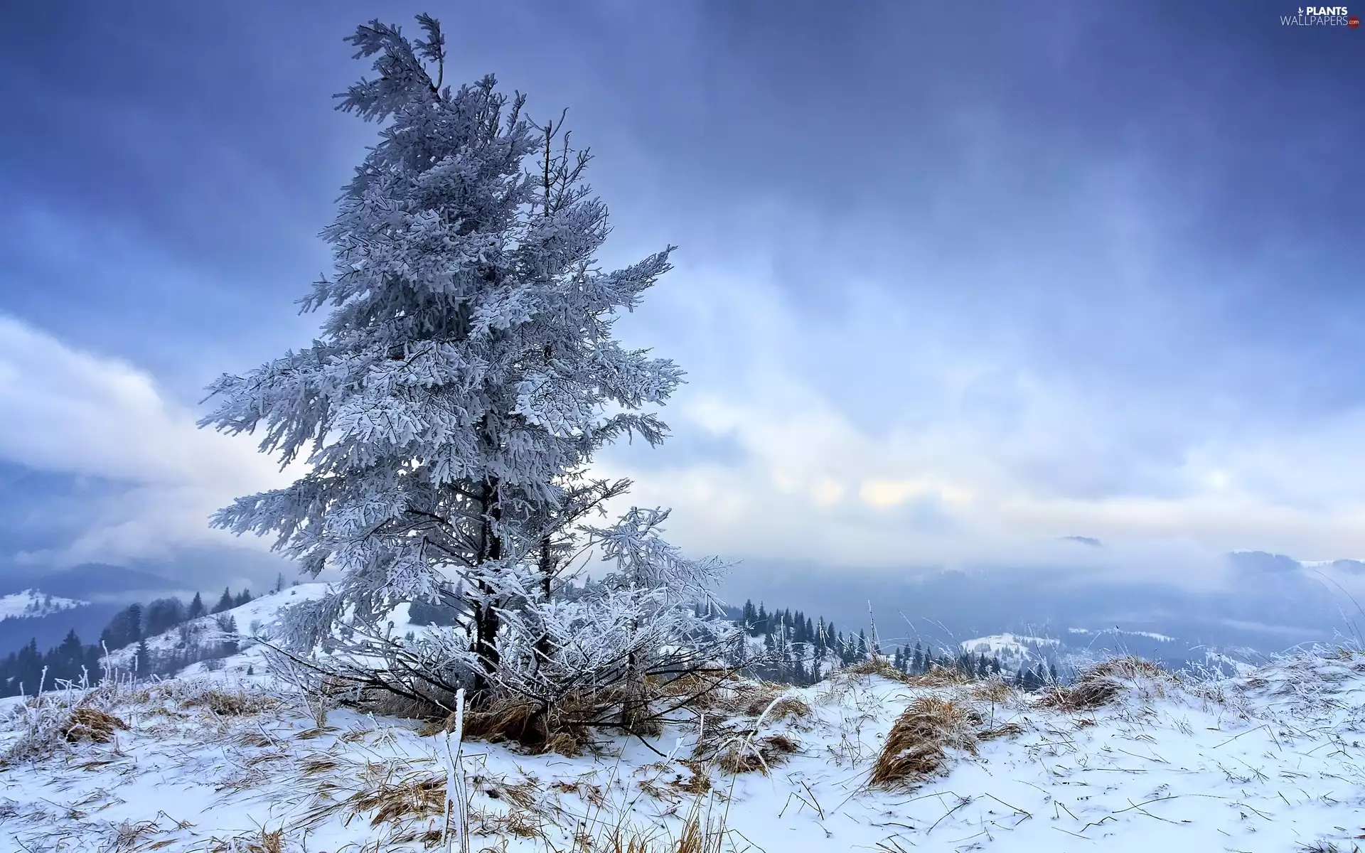 trees, Mountains, winter, viewes
