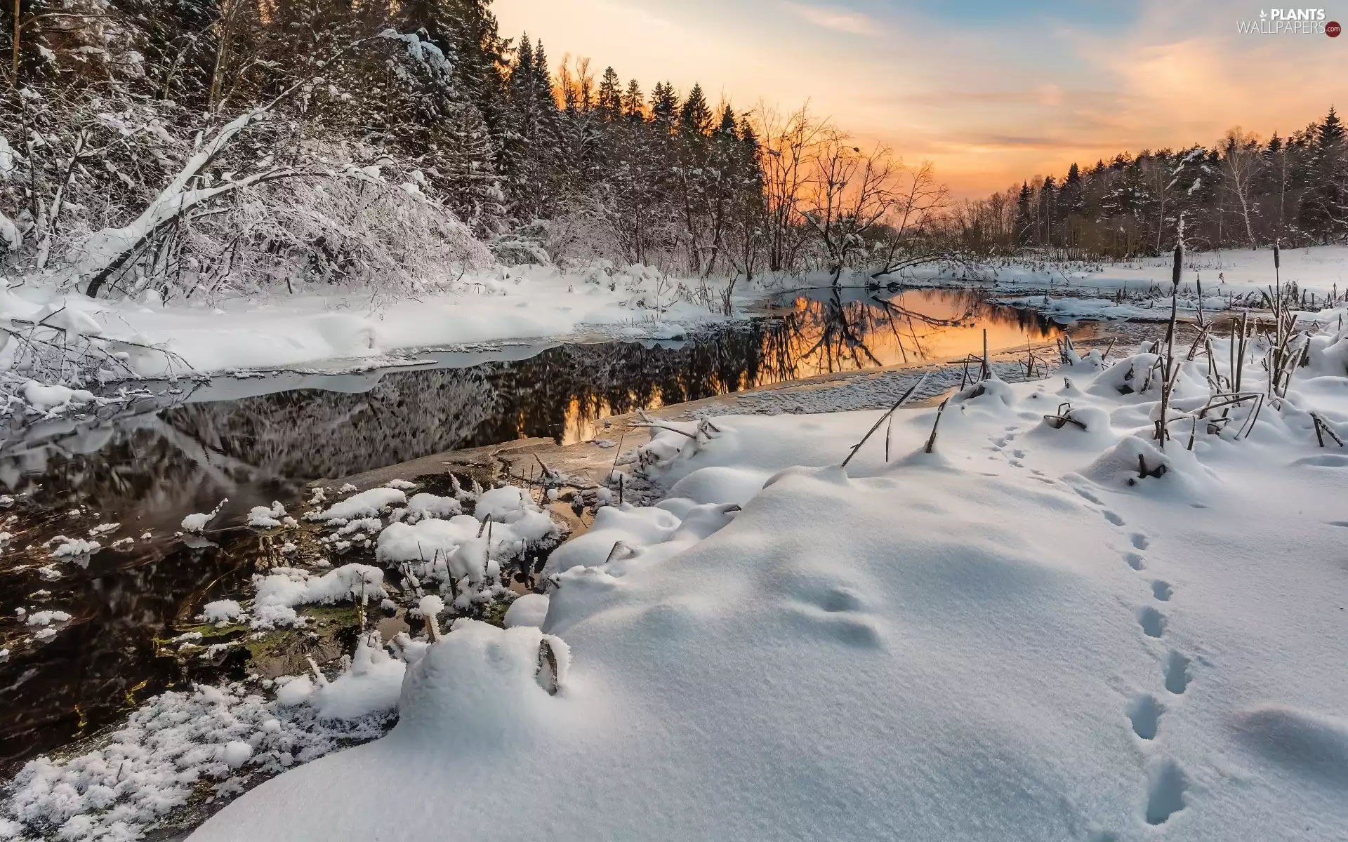 traces, winter, trees, snow, River, Great Sunsets, viewes