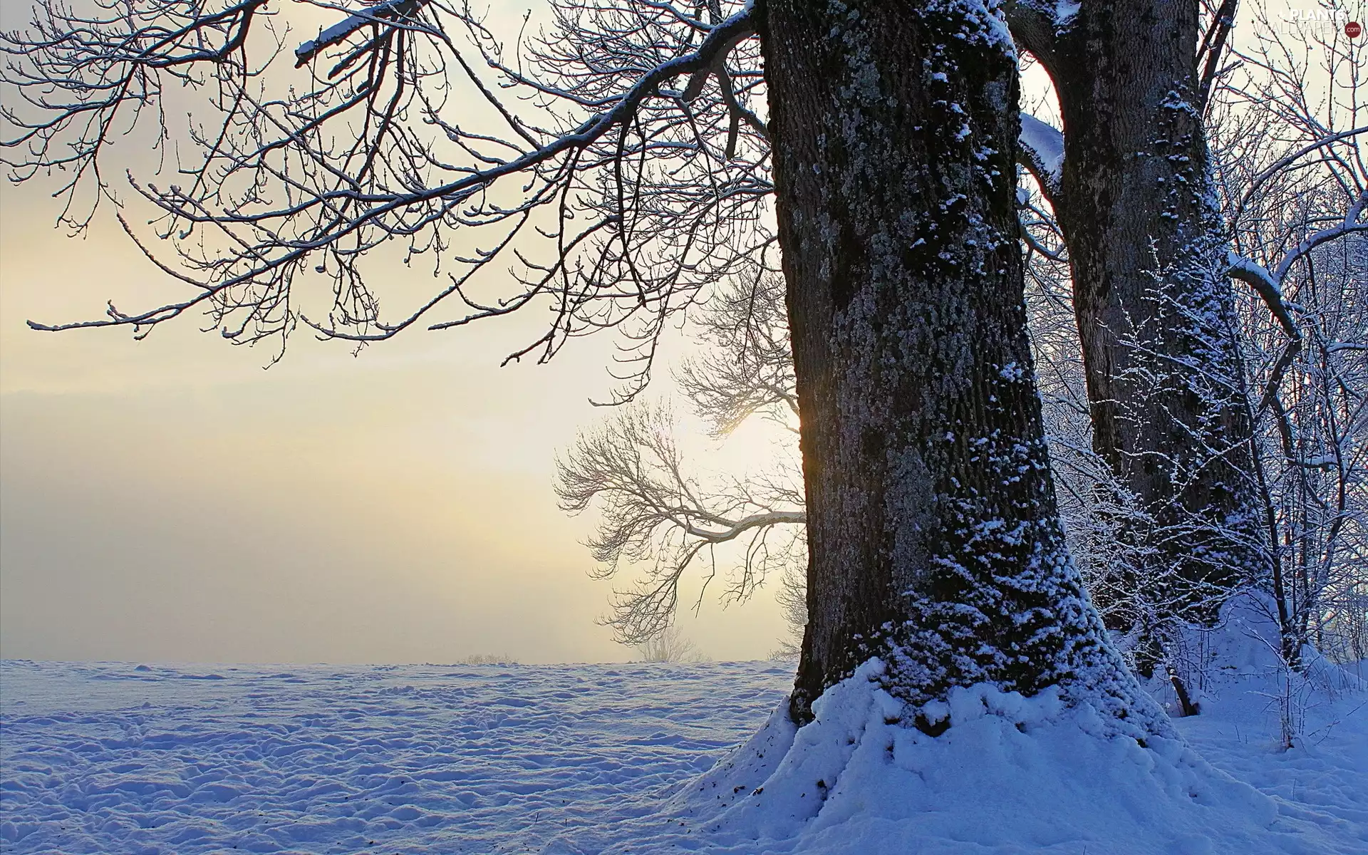 trees, snow, winter, viewes