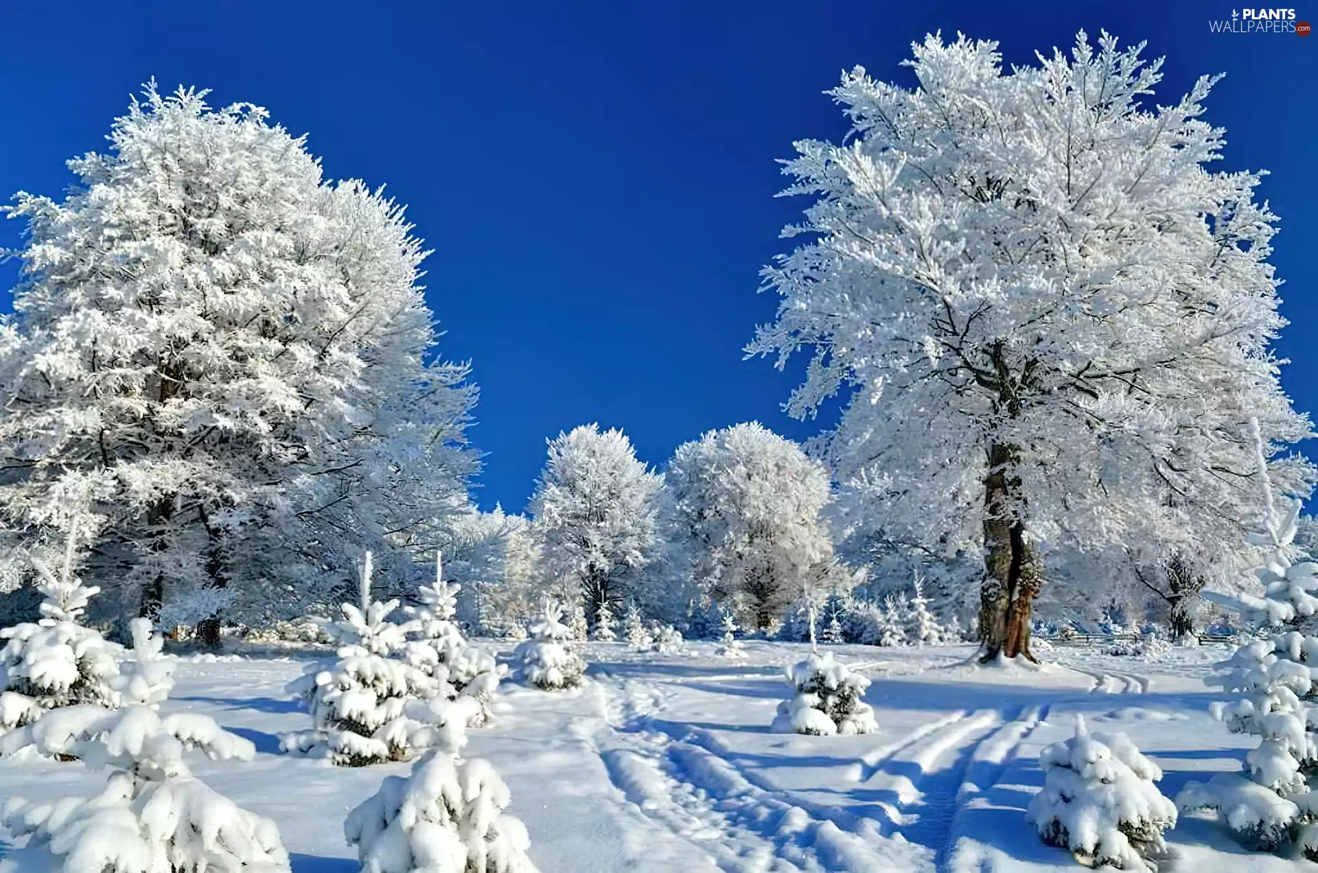 trees, snow, winter, viewes