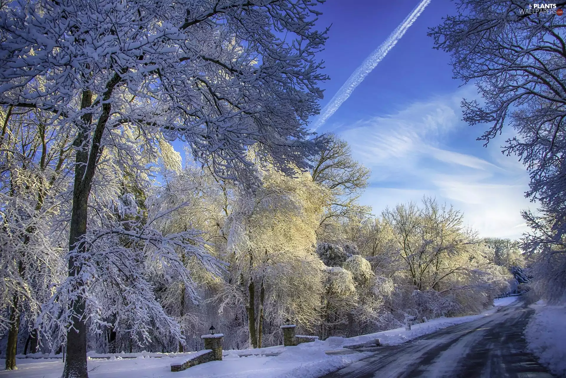 Snowy, winter, trees, viewes, branch pics, Way