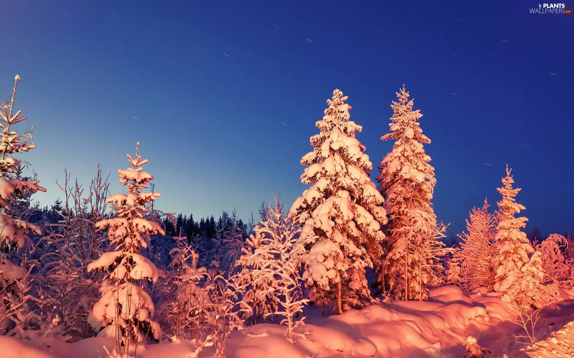 viewes, winter, trees