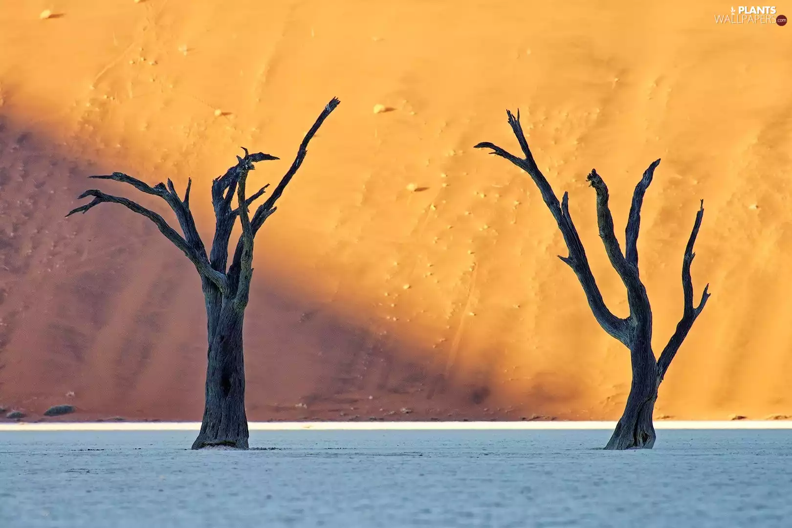 viewes, withered, trees