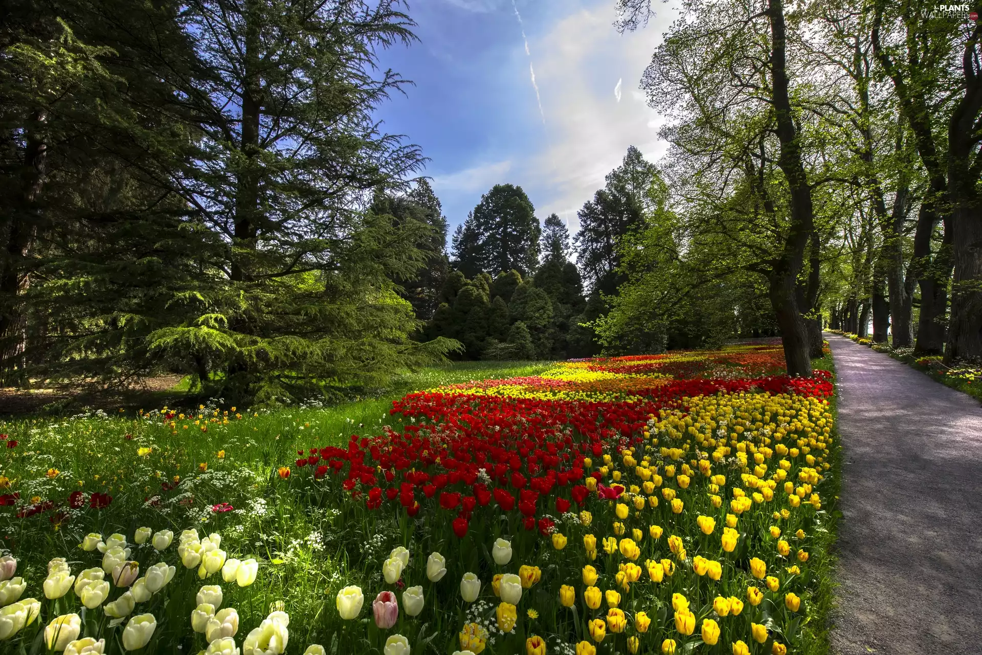 trees, viewes, Tulips, Way, Park