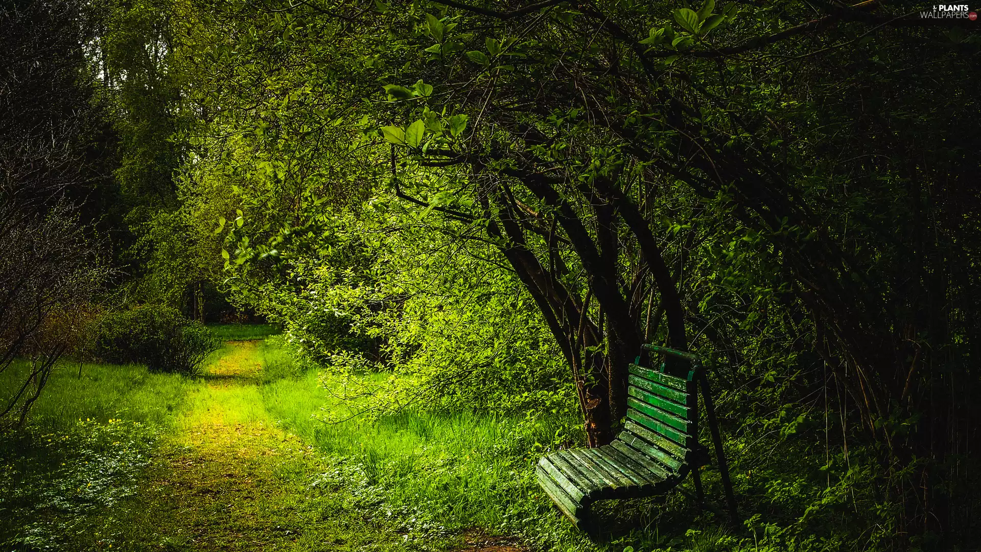 trees, viewes, VEGETATION, Path, Bench