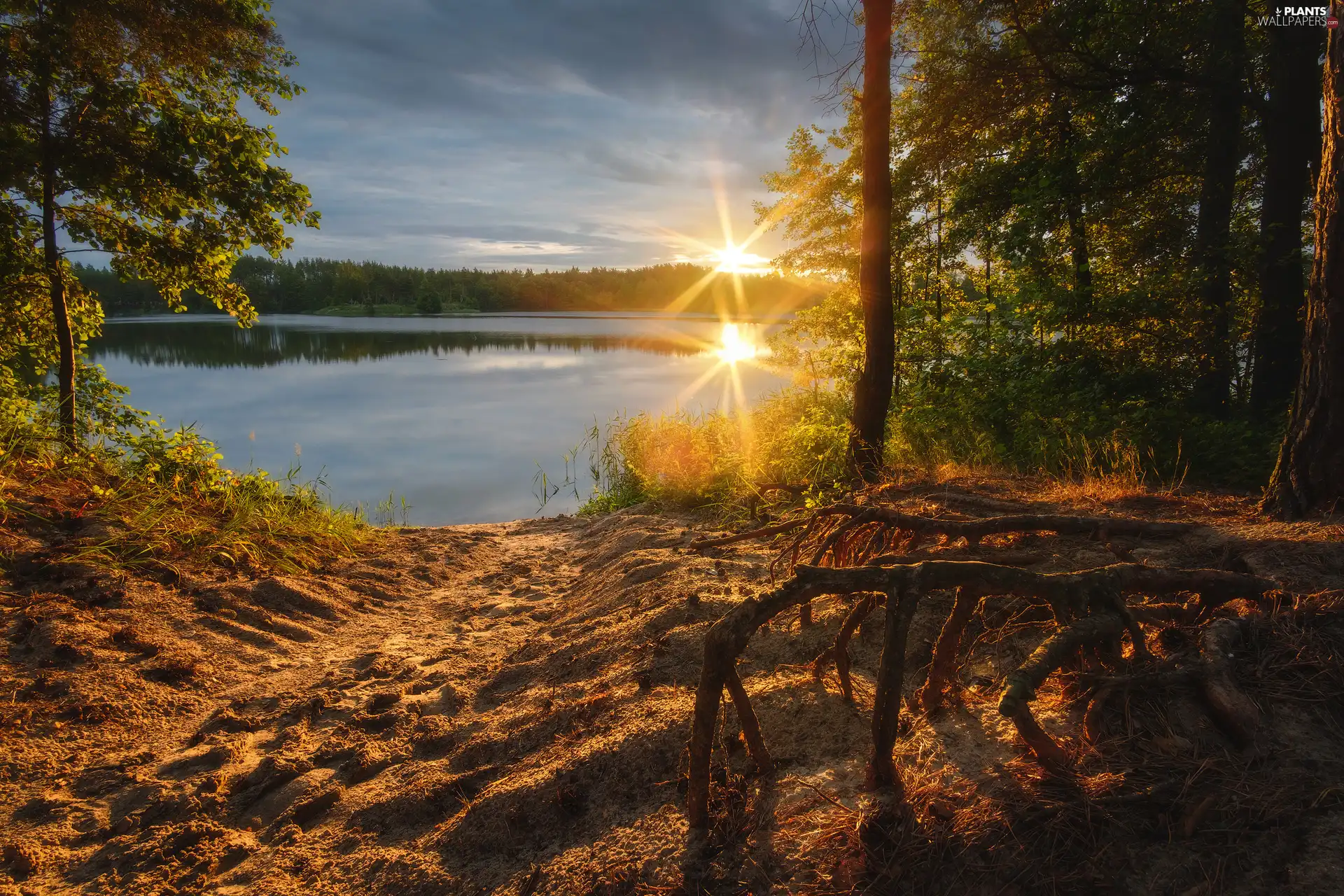 viewes, forest, rays of the Sun, trees, lake, VEGETATION, clouds