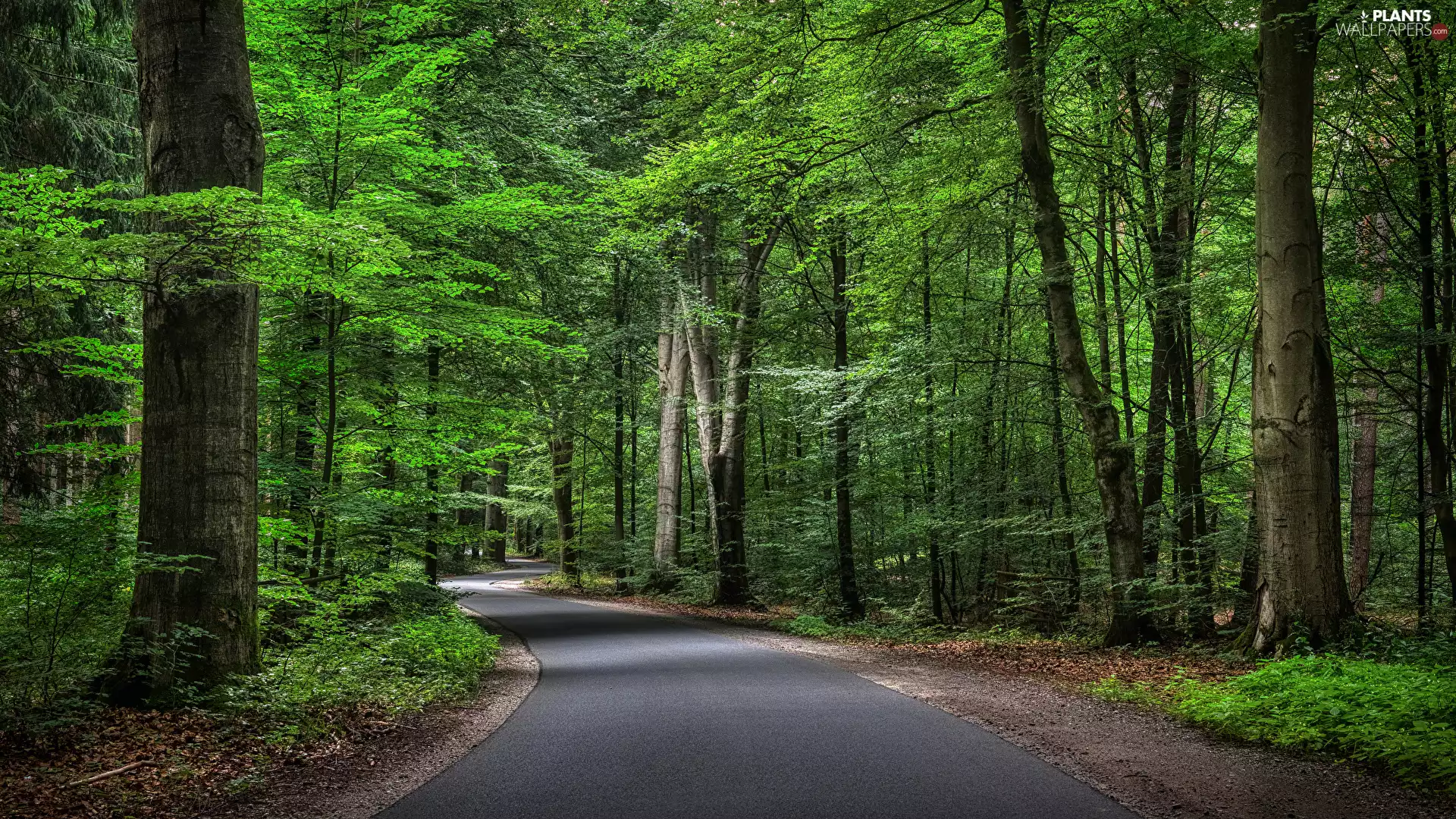 asphalt, Way, VEGETATION, trees, Bush, forest, Green, viewes
