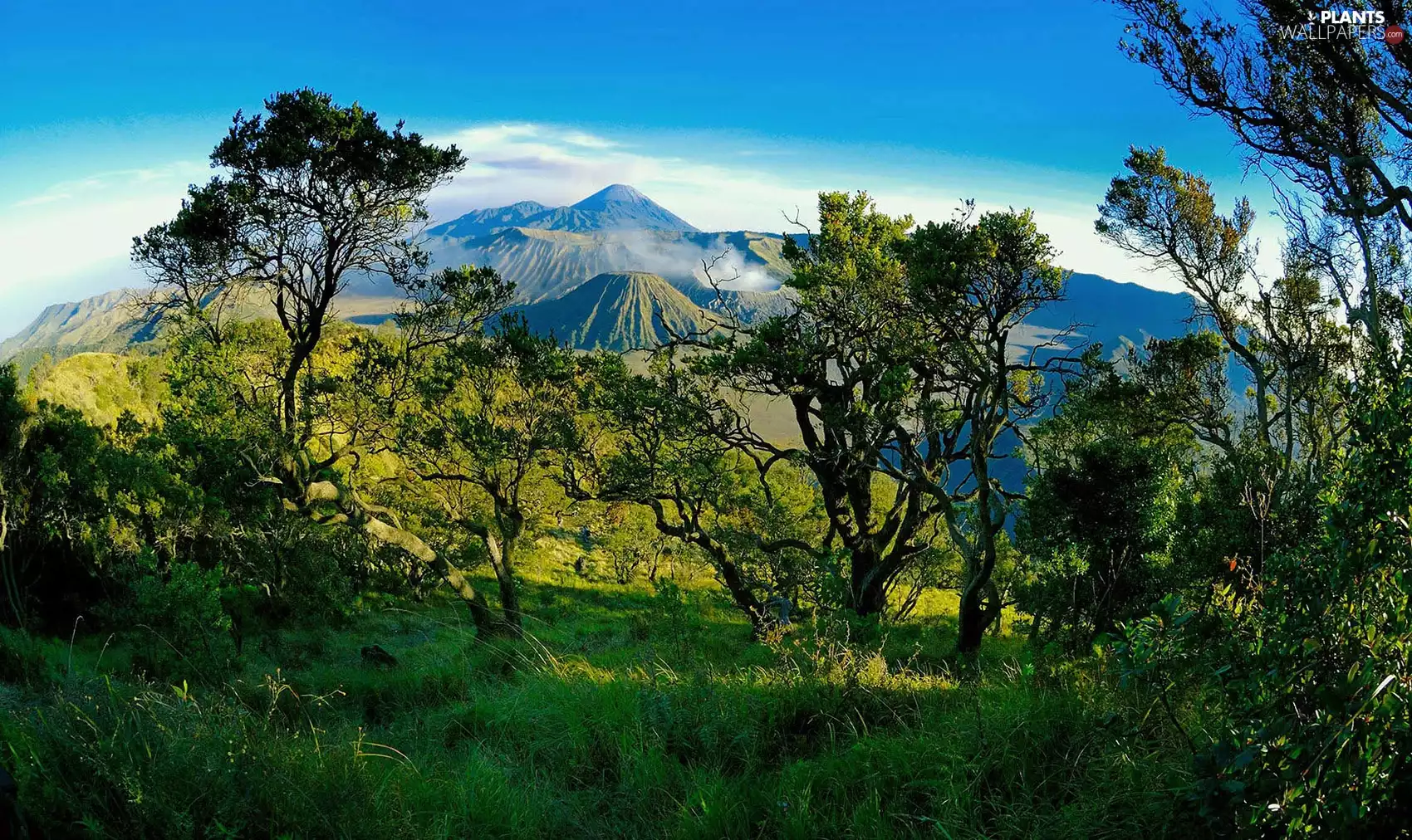 trees, viewes, volcano, forest, Mountains