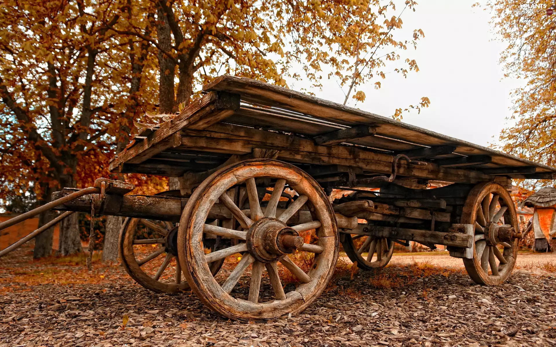 trees, viewes, wagon, autumn, mounted
