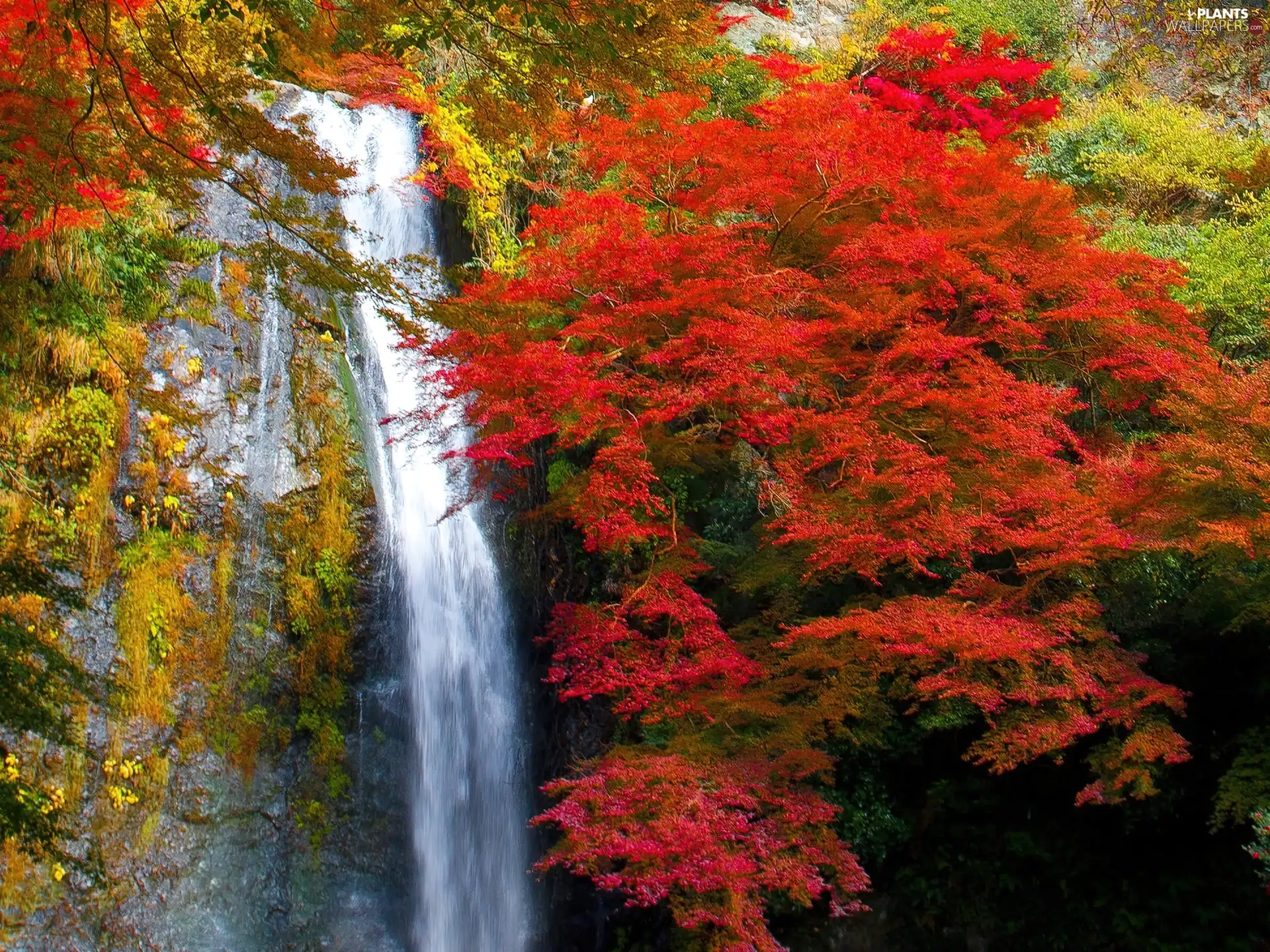 waterfall, trees, viewes, Autumn