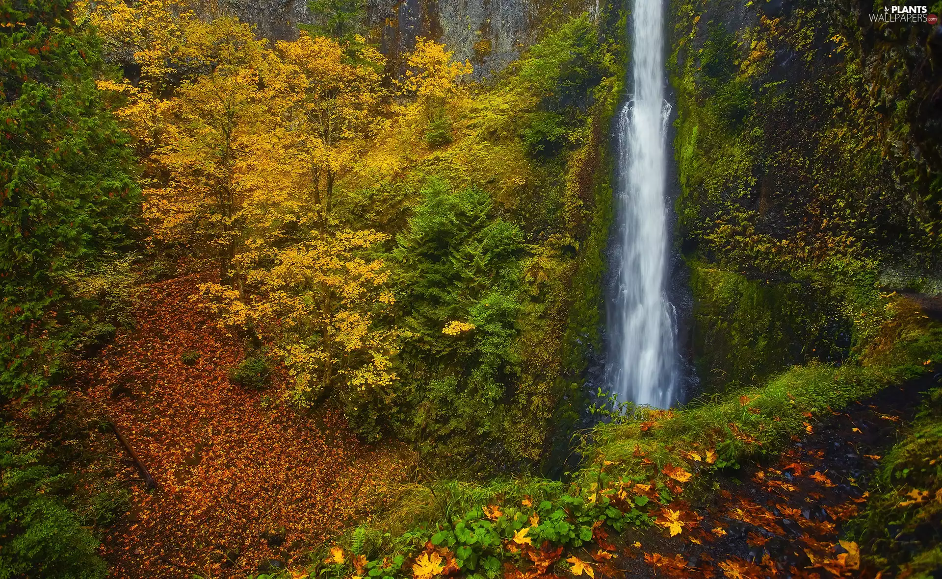 forest, autumn, trees, viewes, canyon, waterfall