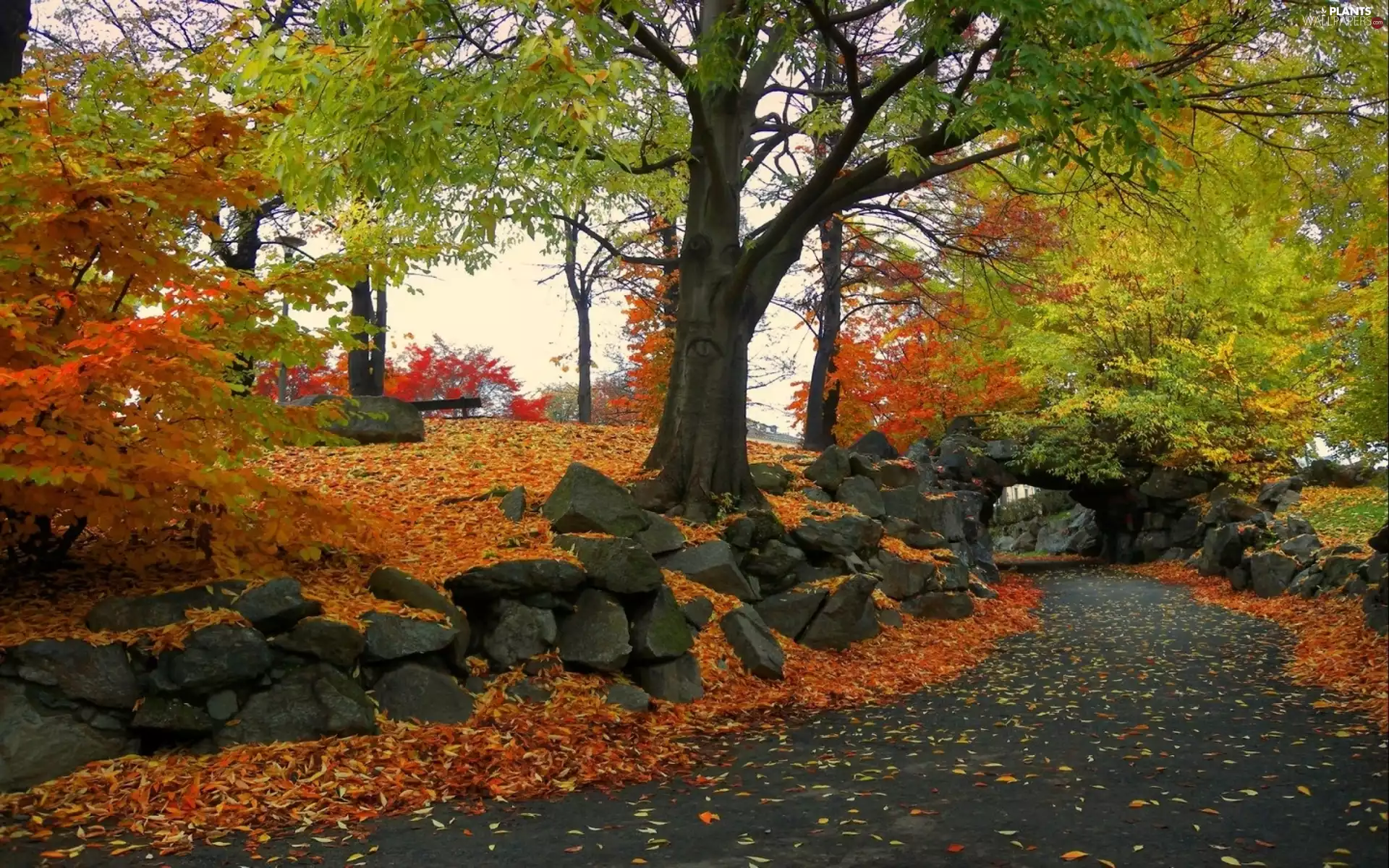 trees, viewes, Way, Stones, autumn