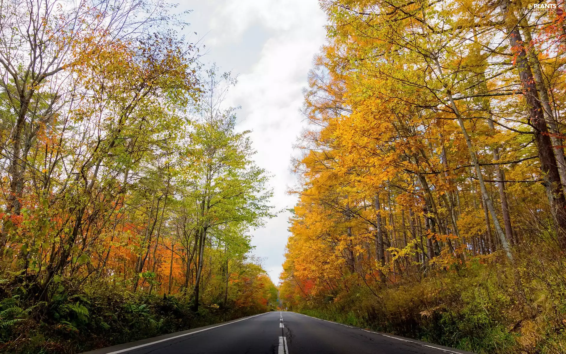 trees, viewes, Way, Yellowed, autumn