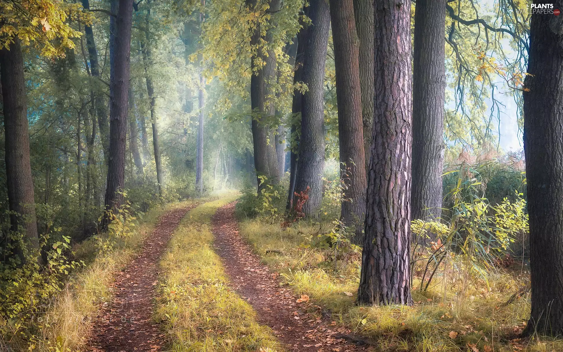 trees, viewes, Way, grass, forest