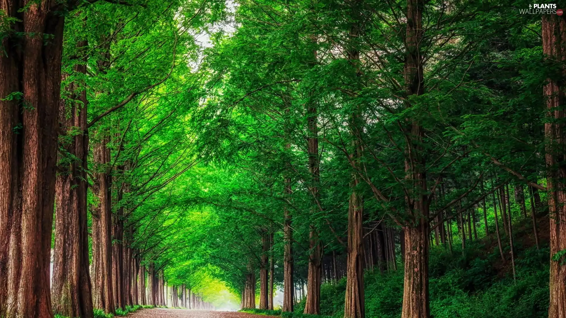 trees, viewes, Way, hedge, forest