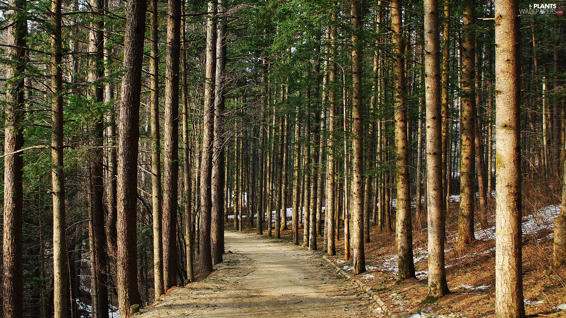 trees, viewes, Way, high, forest