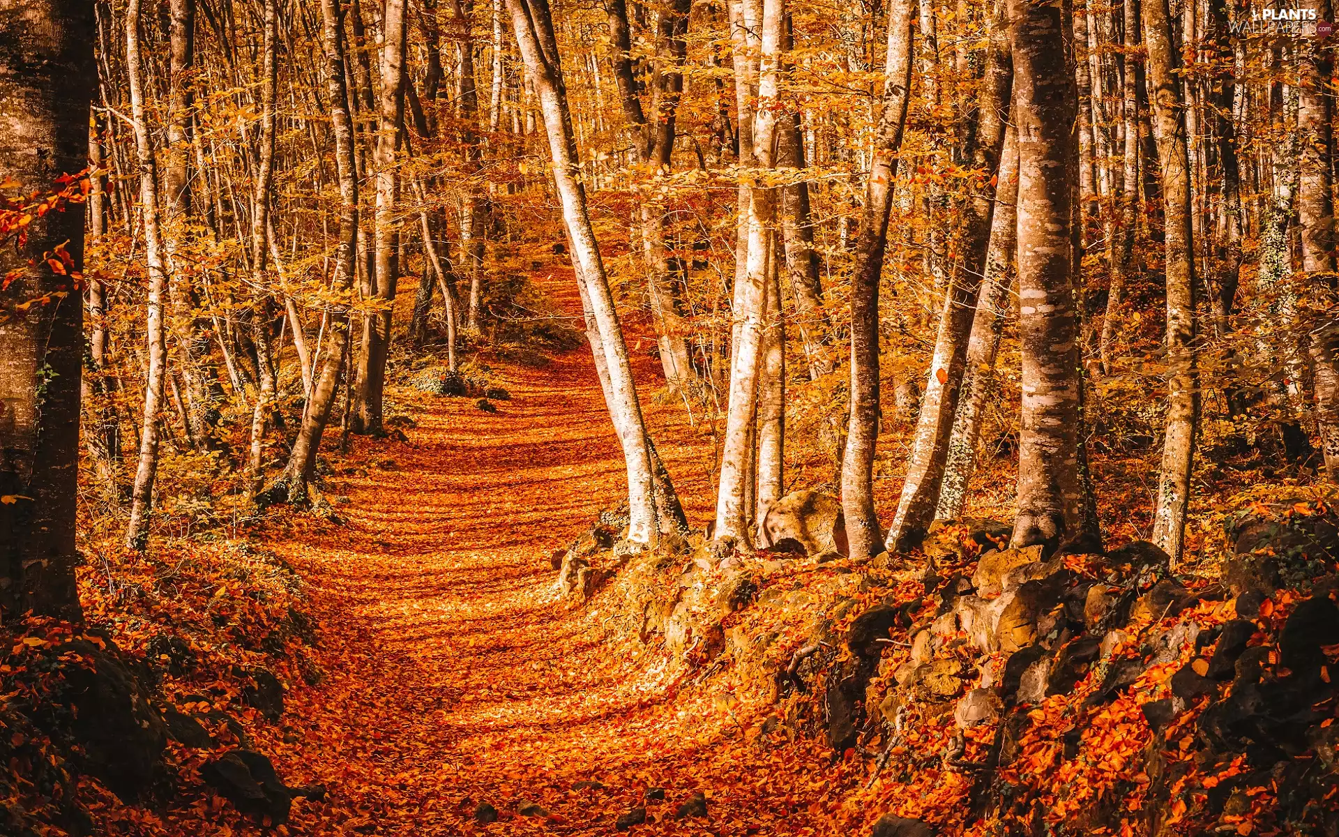 autumn, forest, Way, trees, Leaf, day, sunny, viewes