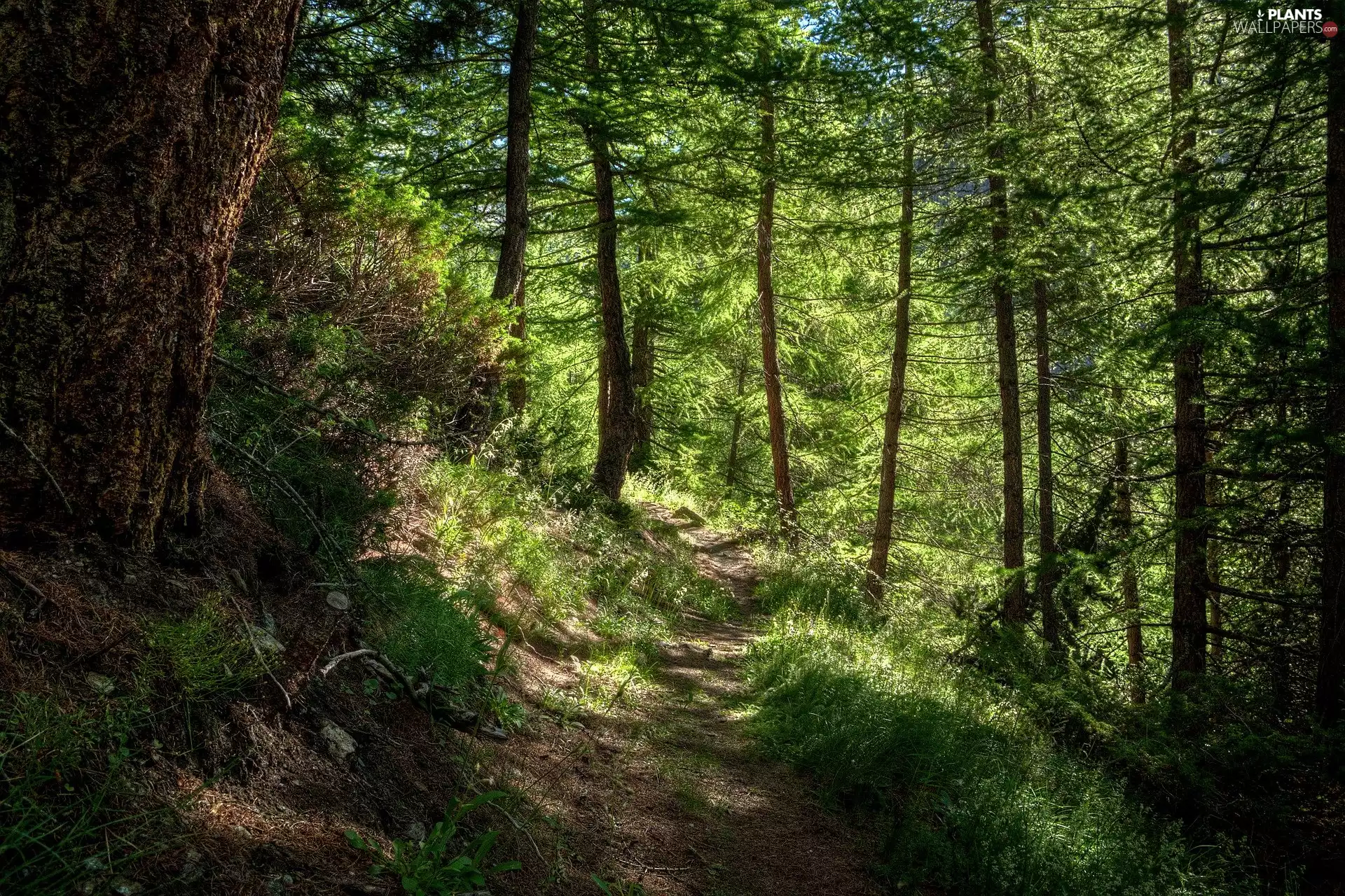 trees, viewes, Way, Path, forest