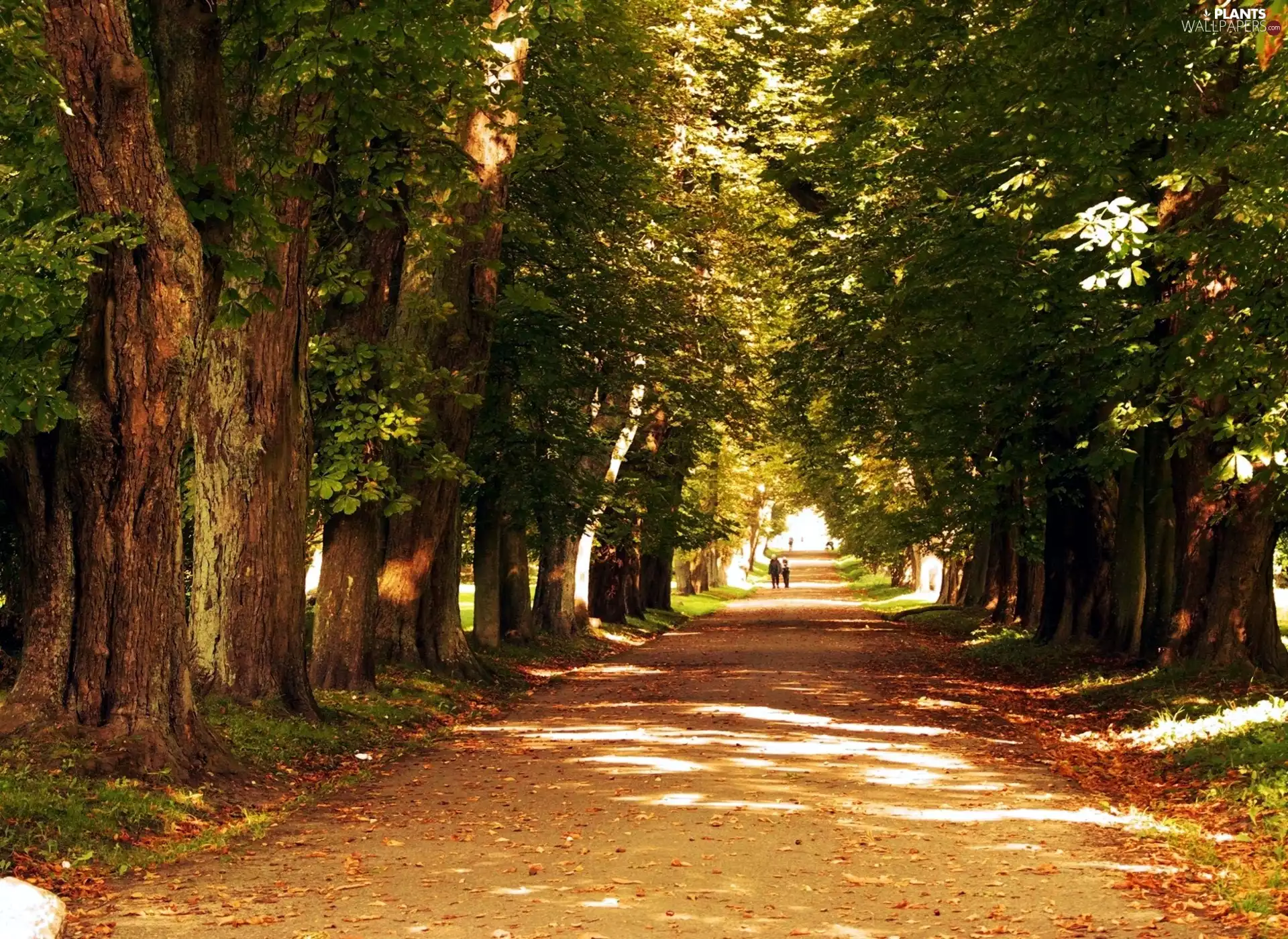 trees, viewes, Way, wander, forest