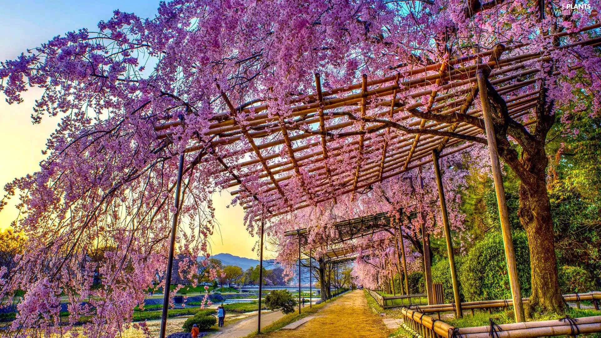 trees, viewes, Way, flourishing, Park