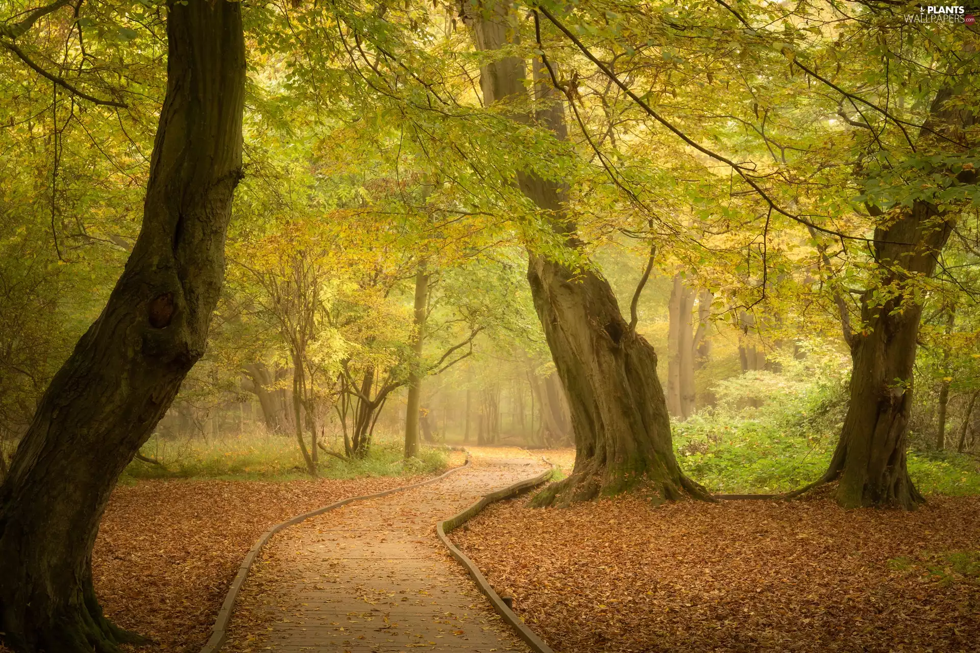trees, viewes, Way, Fog, Park