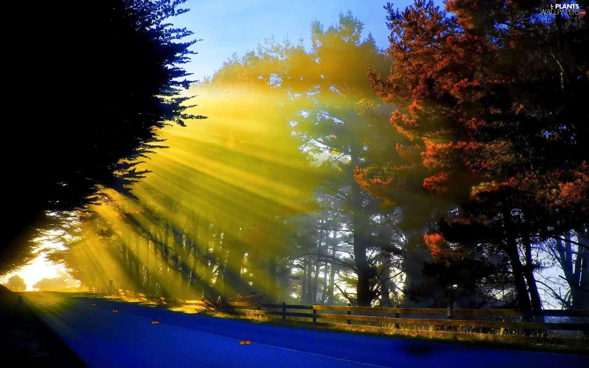 viewes, Way, sun, trees, rays