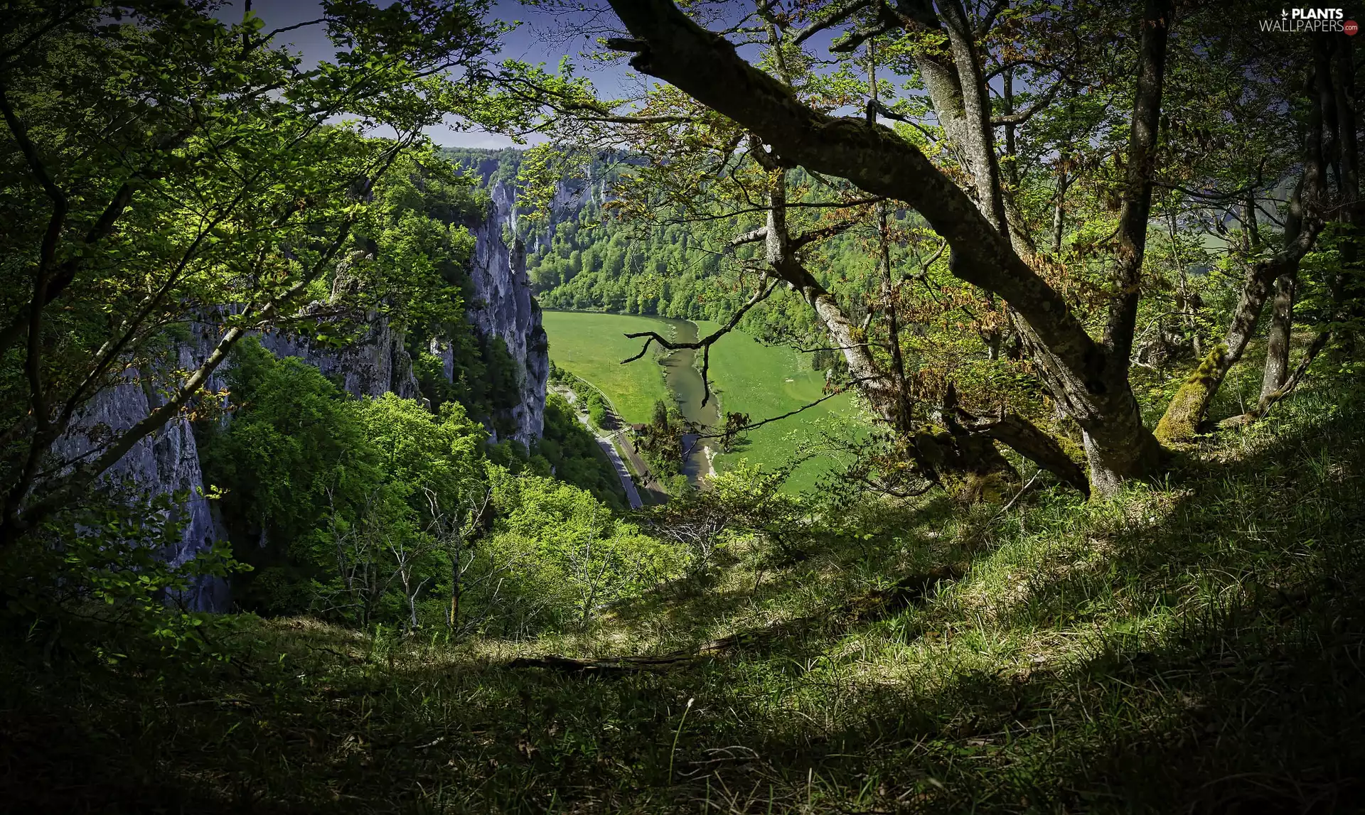 trees, viewes, Way, rocks, River