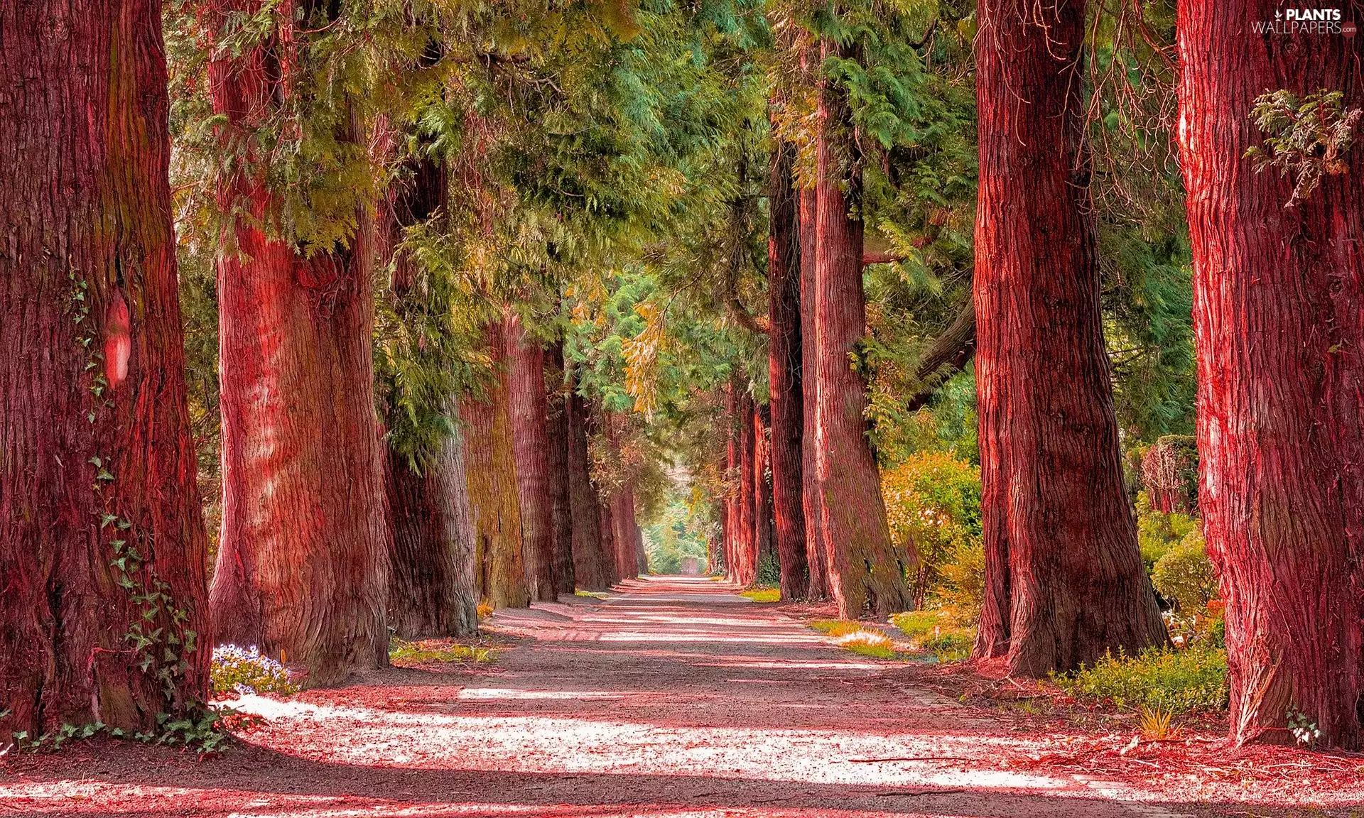 Red, trees, Way, viewes, autumn, Stems, alley