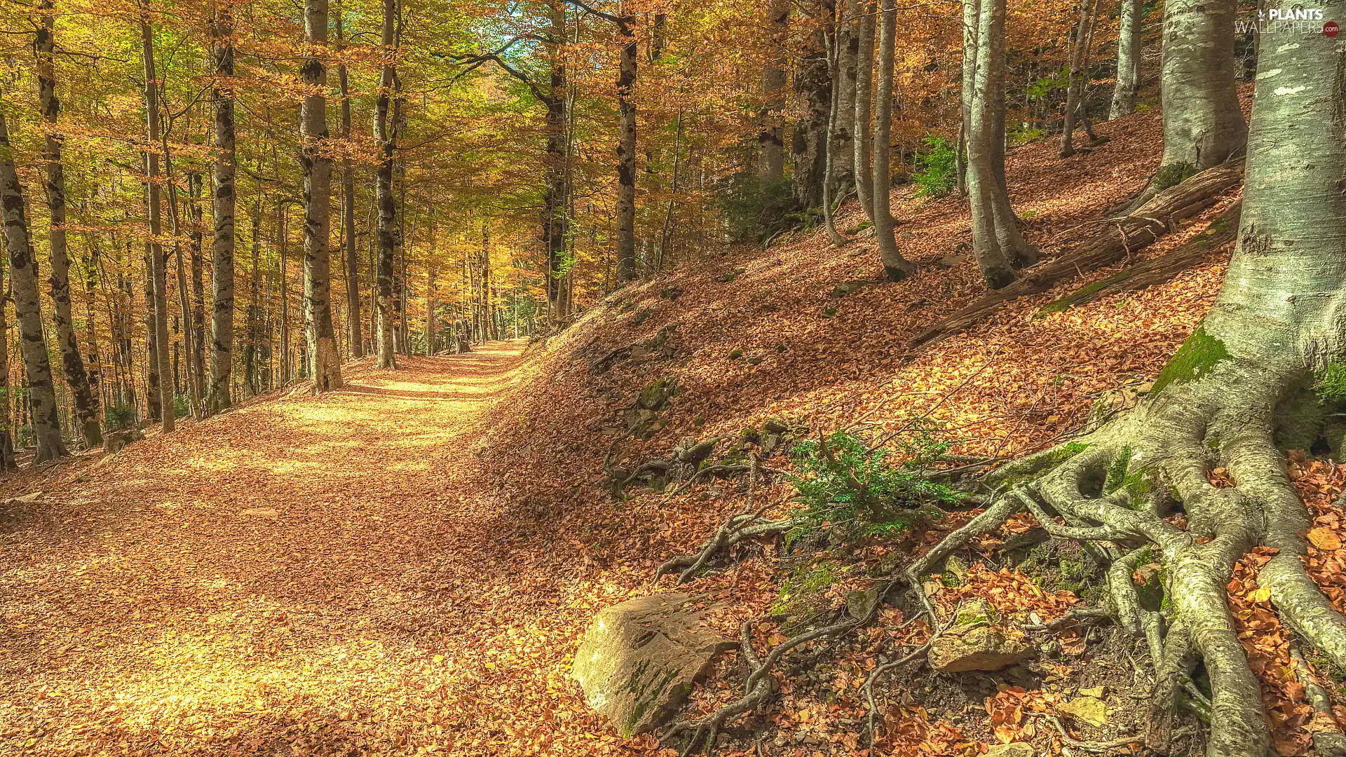 fallen, trees, Way, viewes, forest, Leaf, autumn