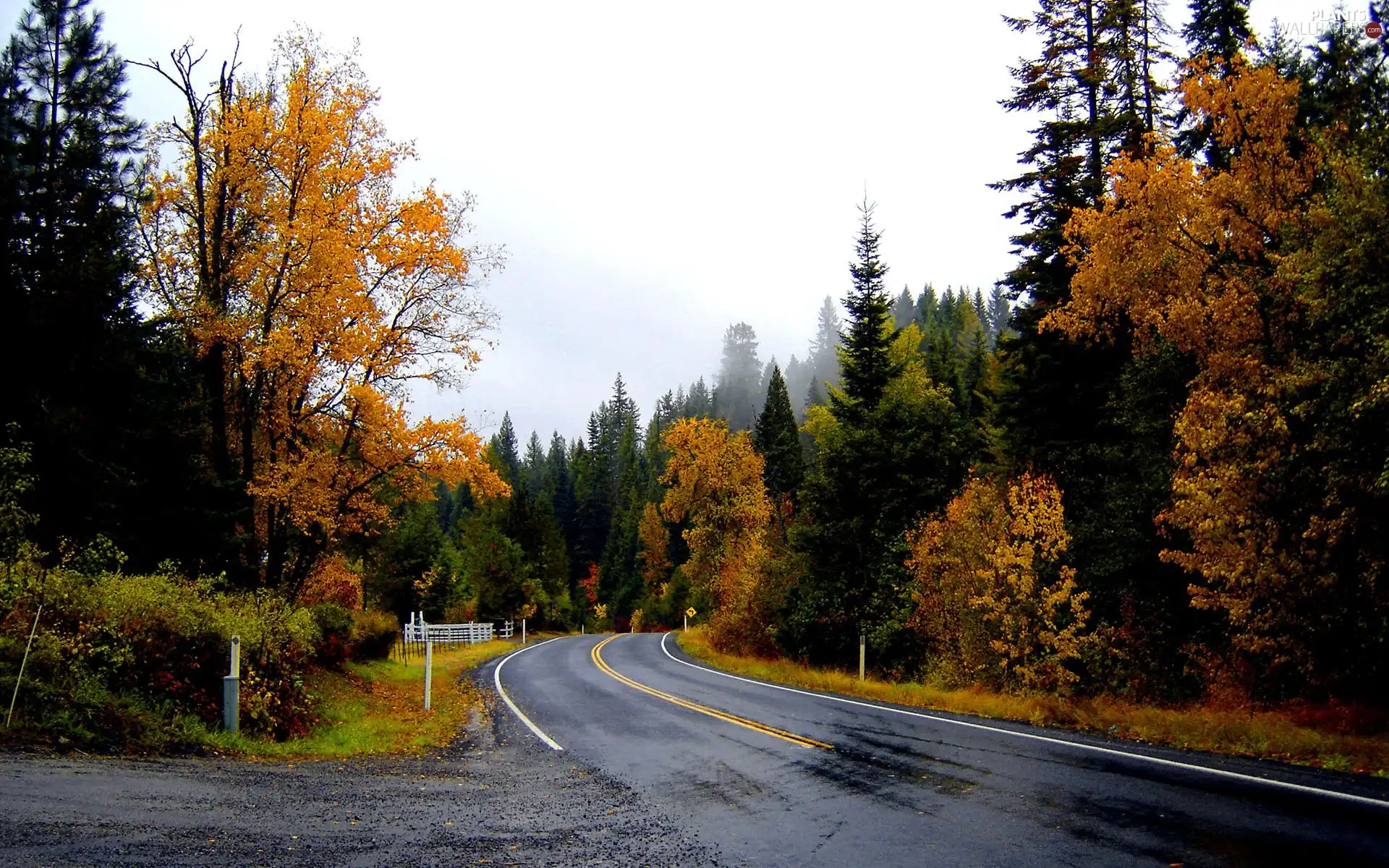 Way, trees, viewes, autumn