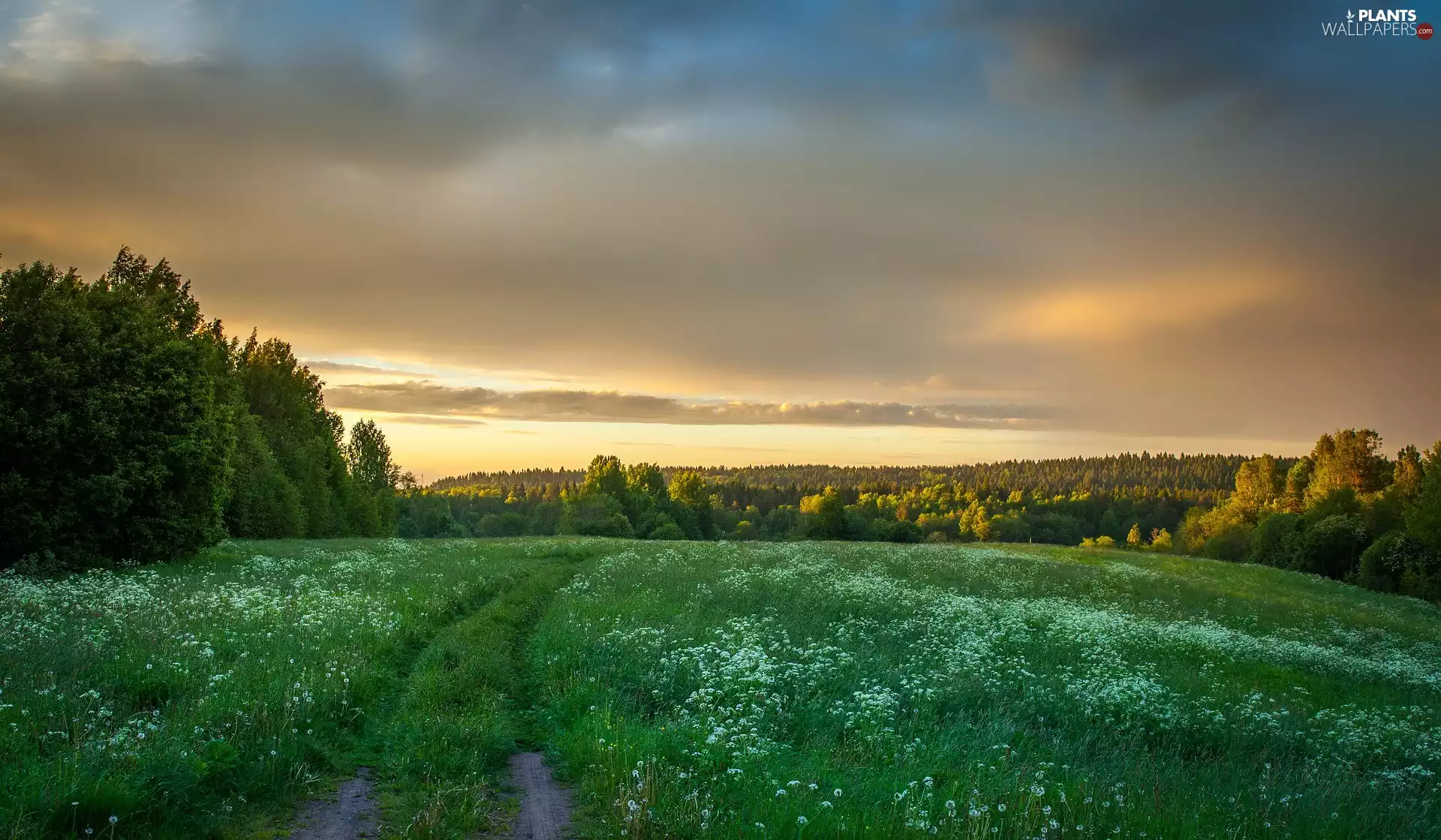 medows, trees, Way, viewes, Spring, Flowers, clouds