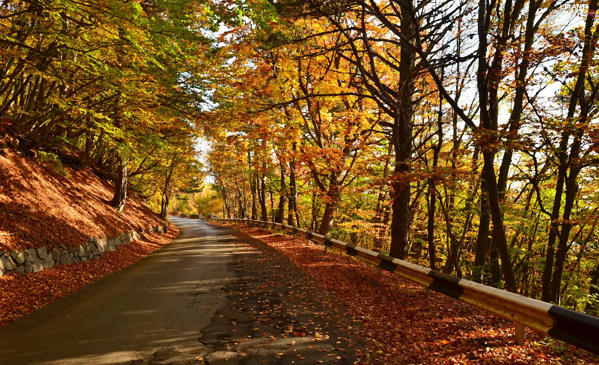 fallen, autumn, trees, viewes, Leaf, Way