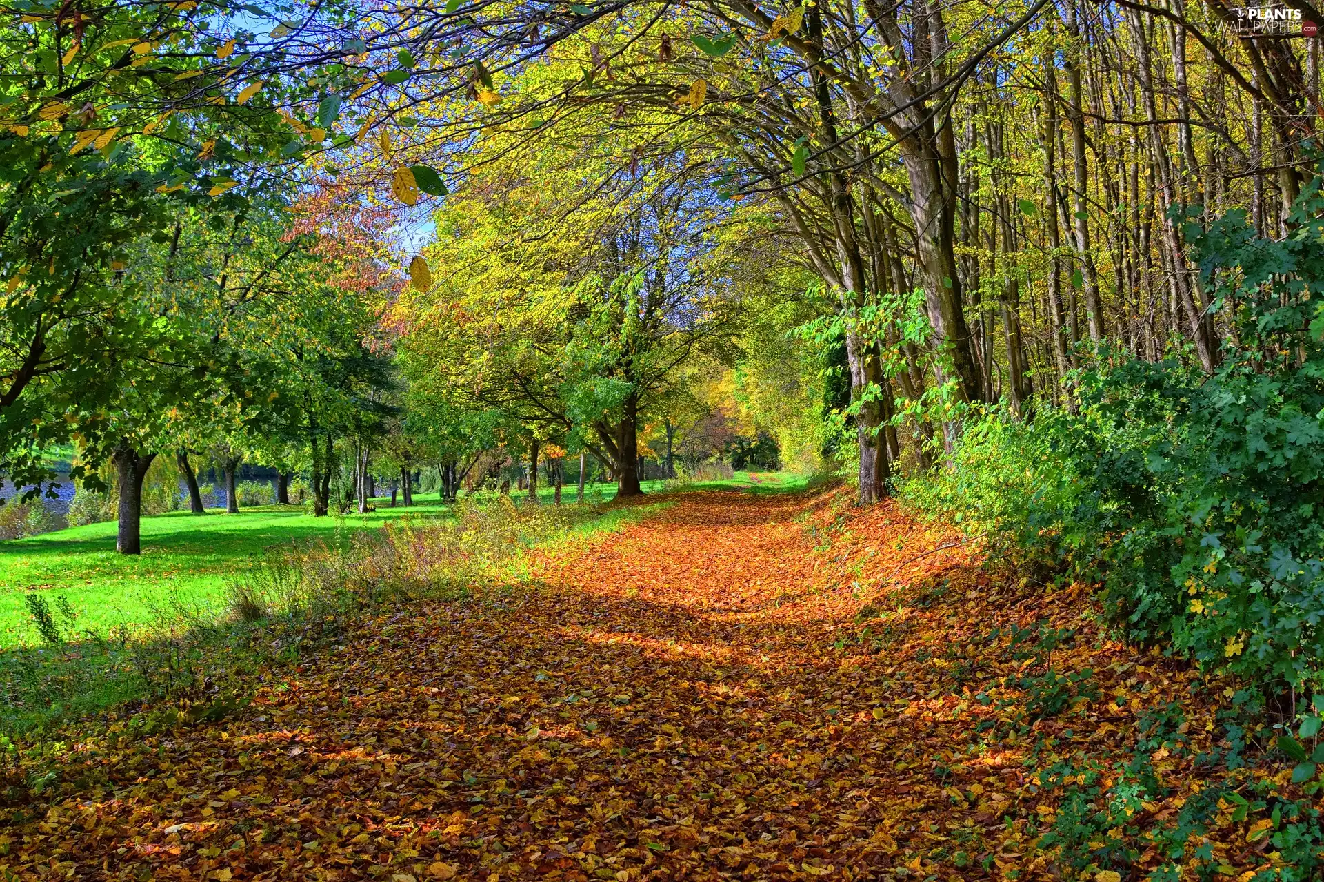 fallen, Park, trees, viewes, Leaf, Way