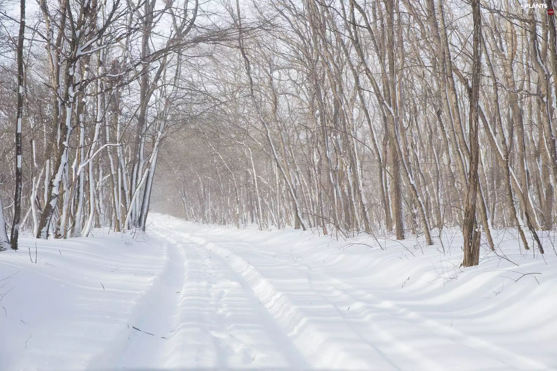 forest, winter, trees, viewes, leafless, Way