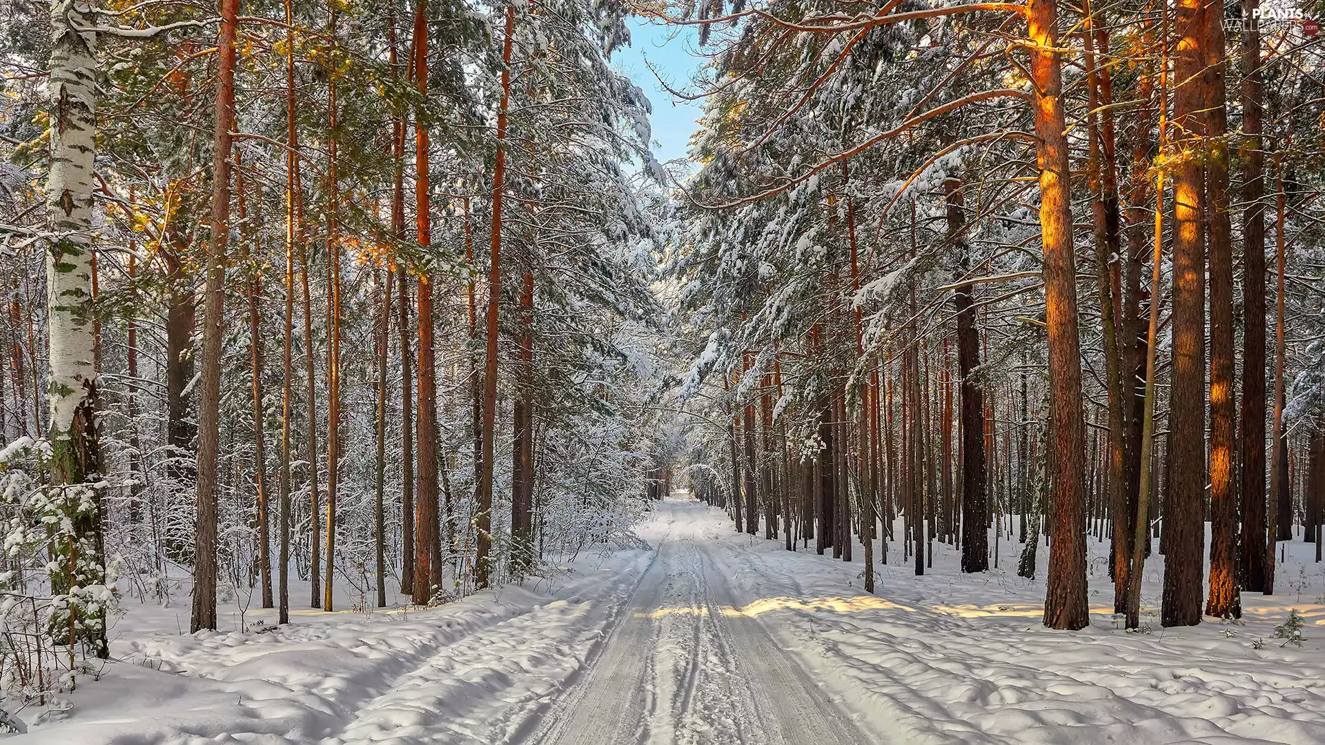 forest, winter, trees, viewes, snow, Way