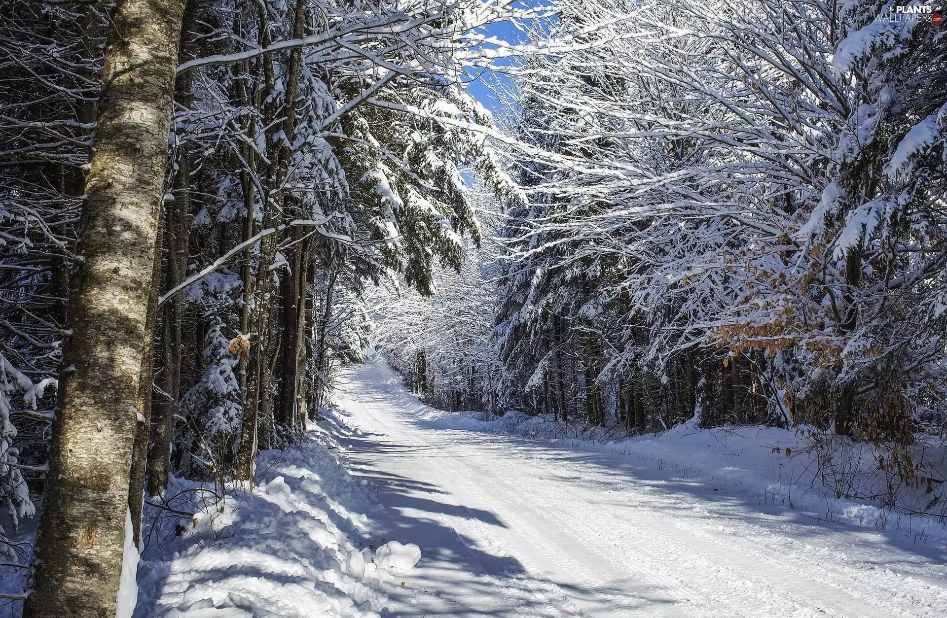 forest, winter, trees, viewes, Snowy, Way
