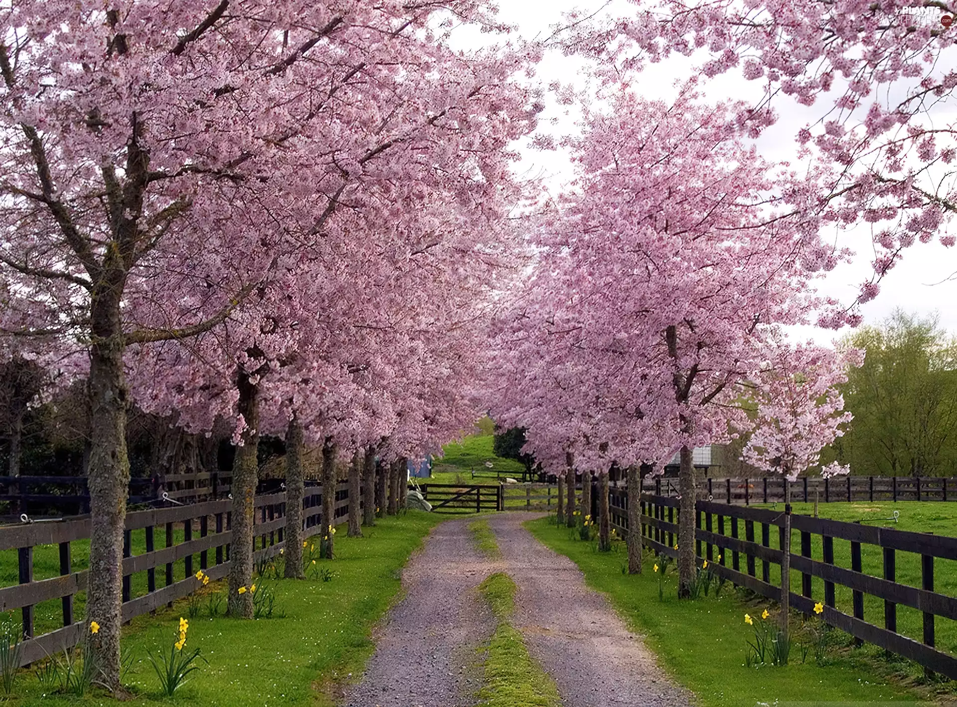 hurdles, Spring, trees, viewes, flourishing, Way