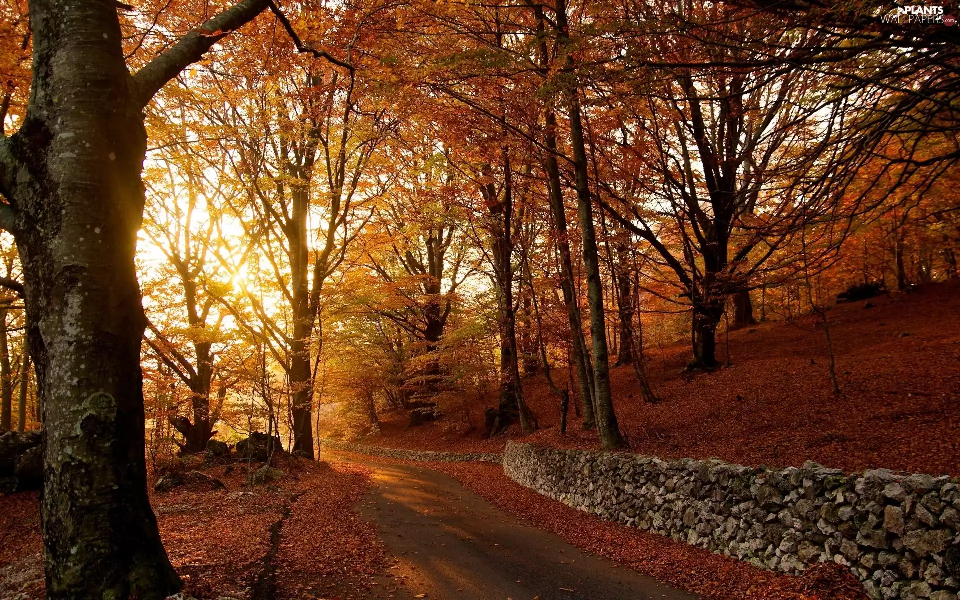 dry, trees, Way, viewes, autumn, Leaf, ledge