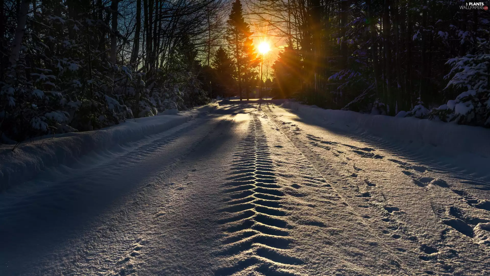 morning, winter, trees, viewes, forest, Way