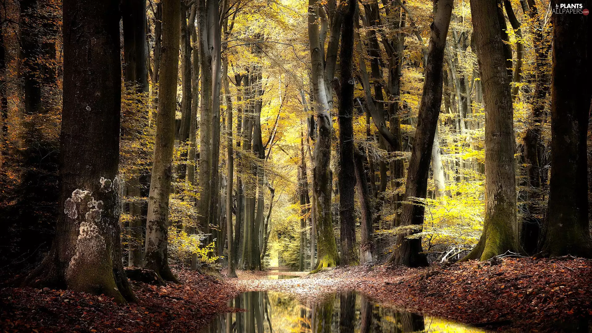 Stems, trees, Way, viewes, forest, autumn, Puddles