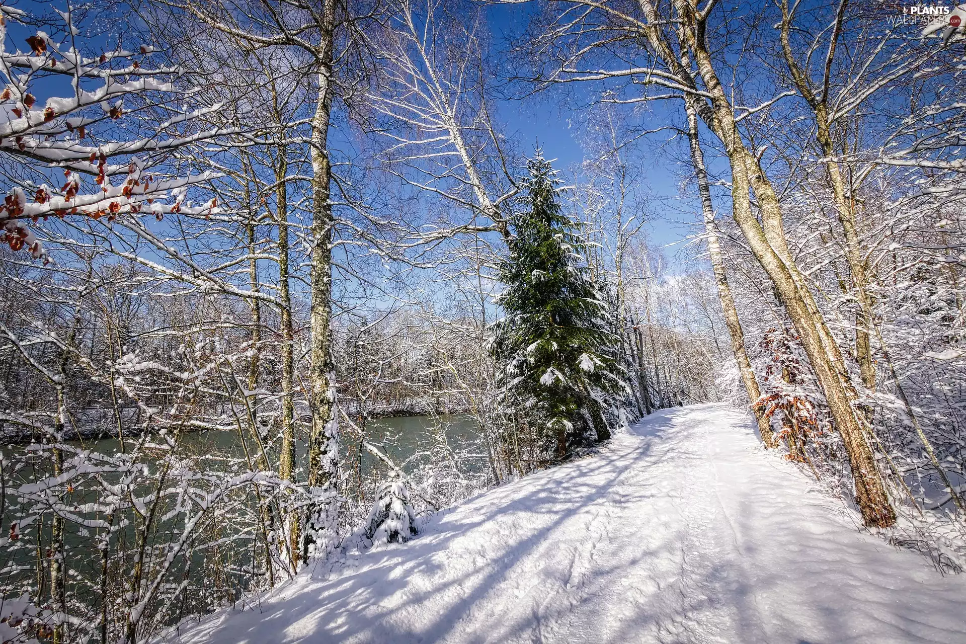 River, winter, trees, viewes, snow, Way