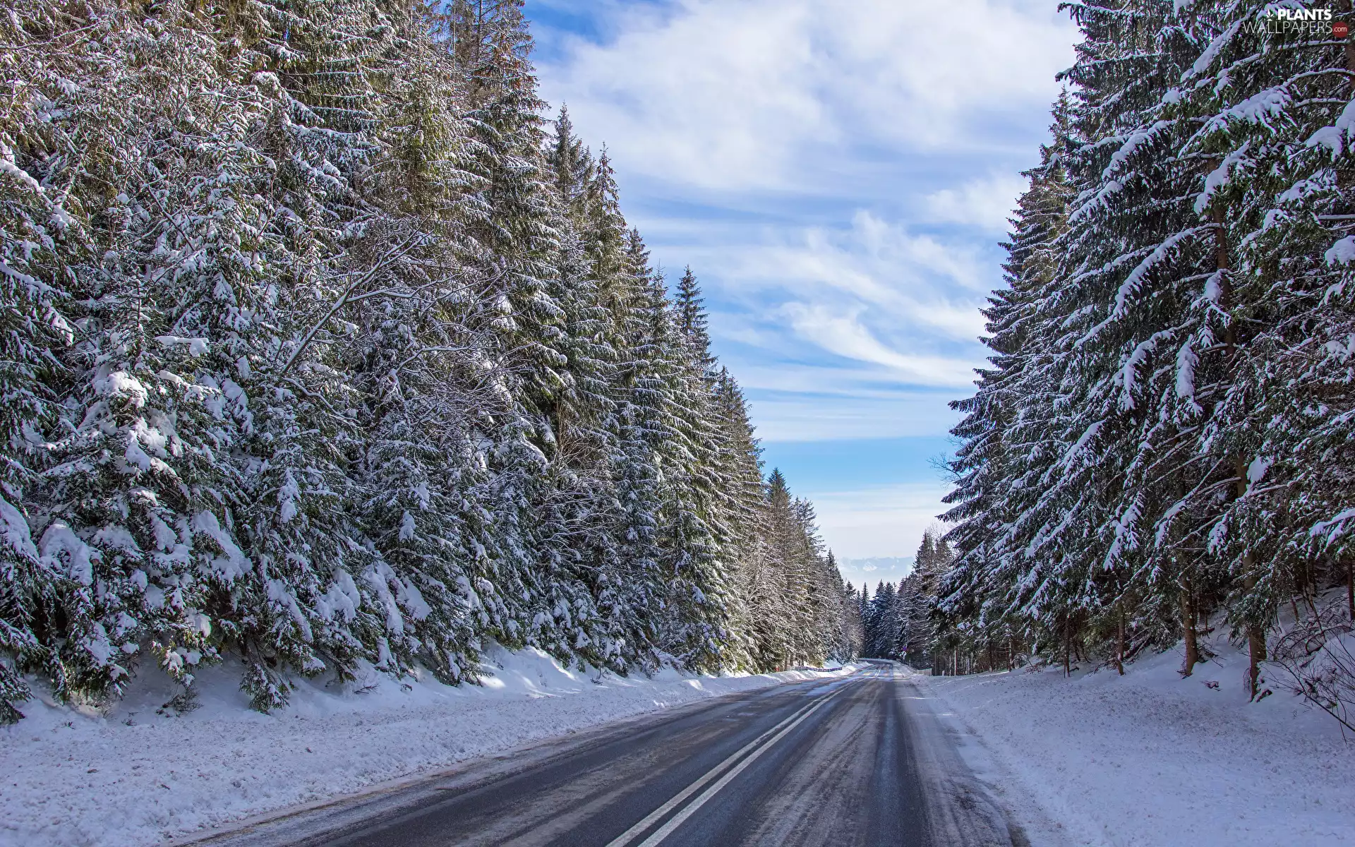 snow, winter, trees, viewes, forest, Way