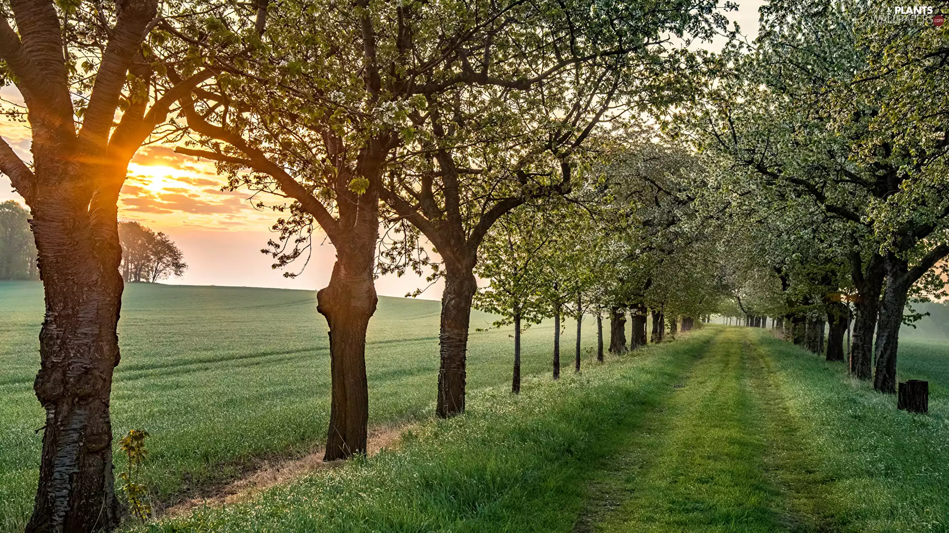 grass, trees, Way, viewes, flourishing, Sunrise, Spring