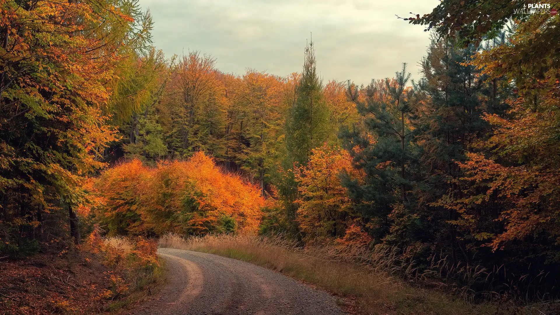 Bush, trees, Way, viewes, autumn, forest, turn