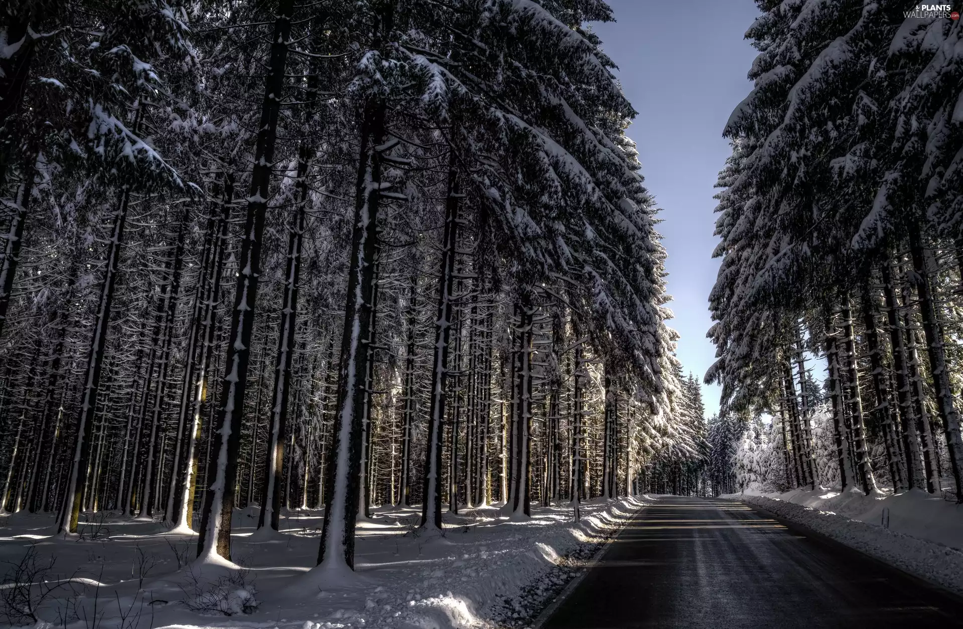 winter, forest, trees, viewes, high, Way