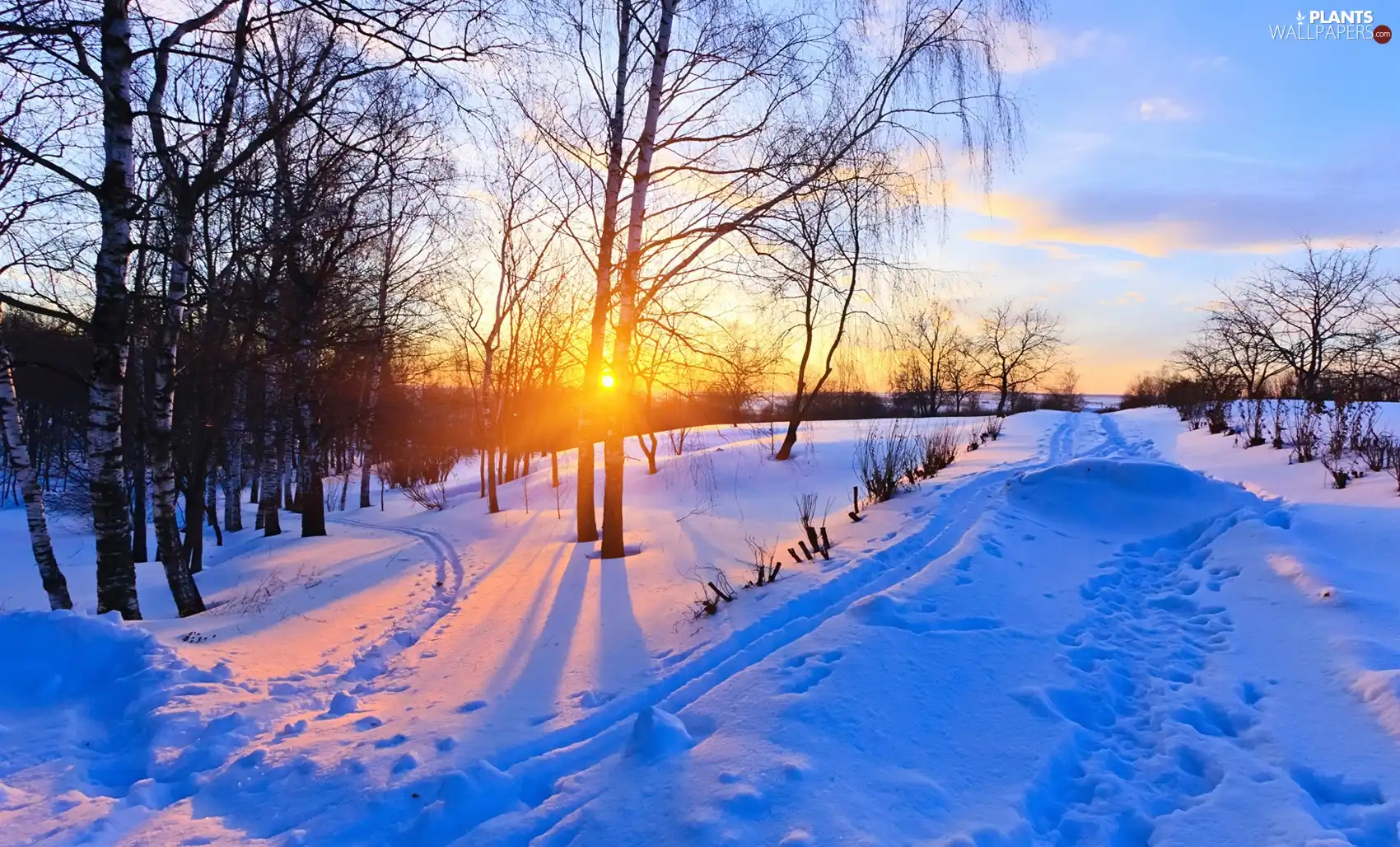 sun, winter, viewes, Way, trees, east