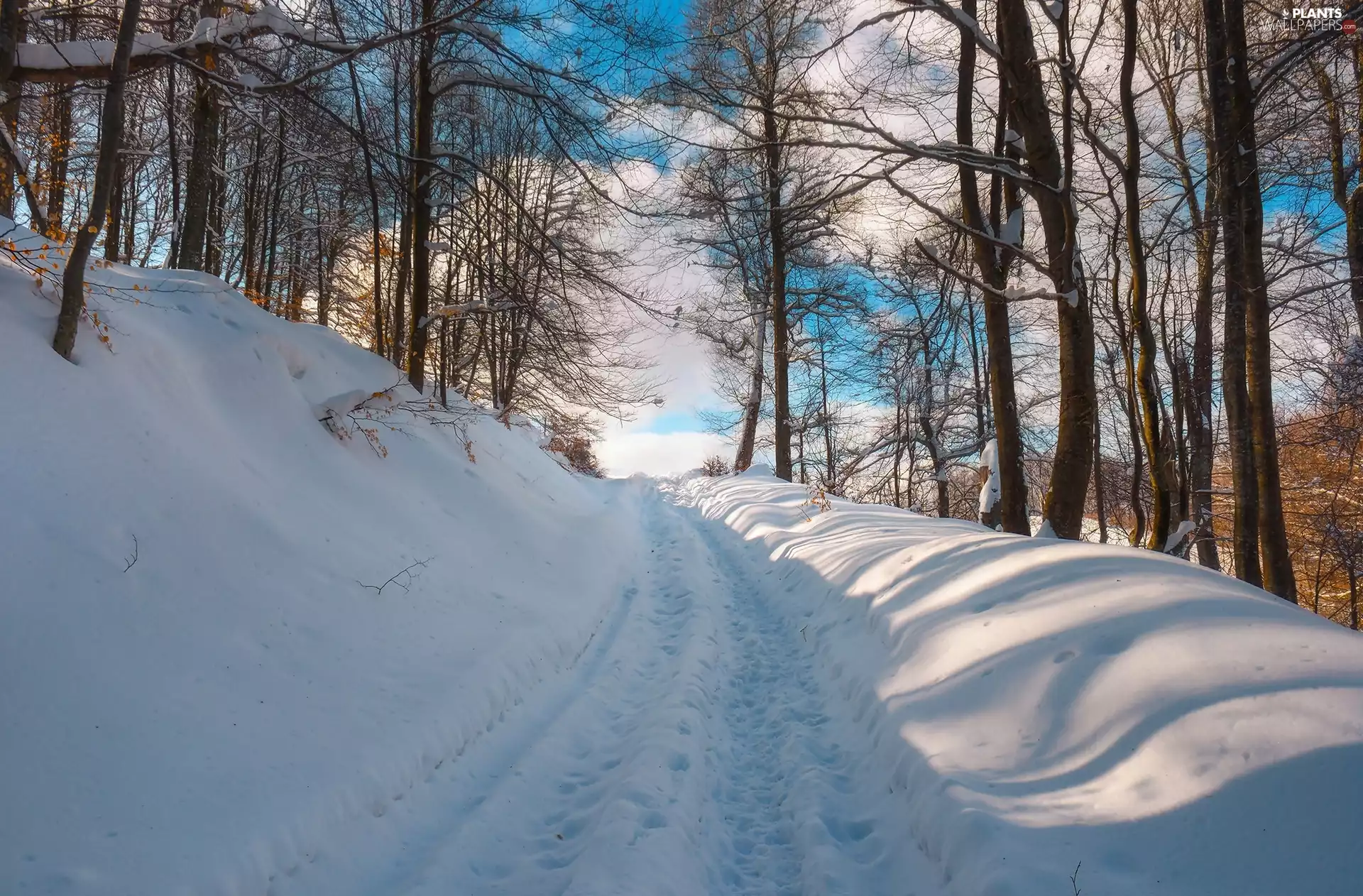 trees, viewes, Way, drifts, winter