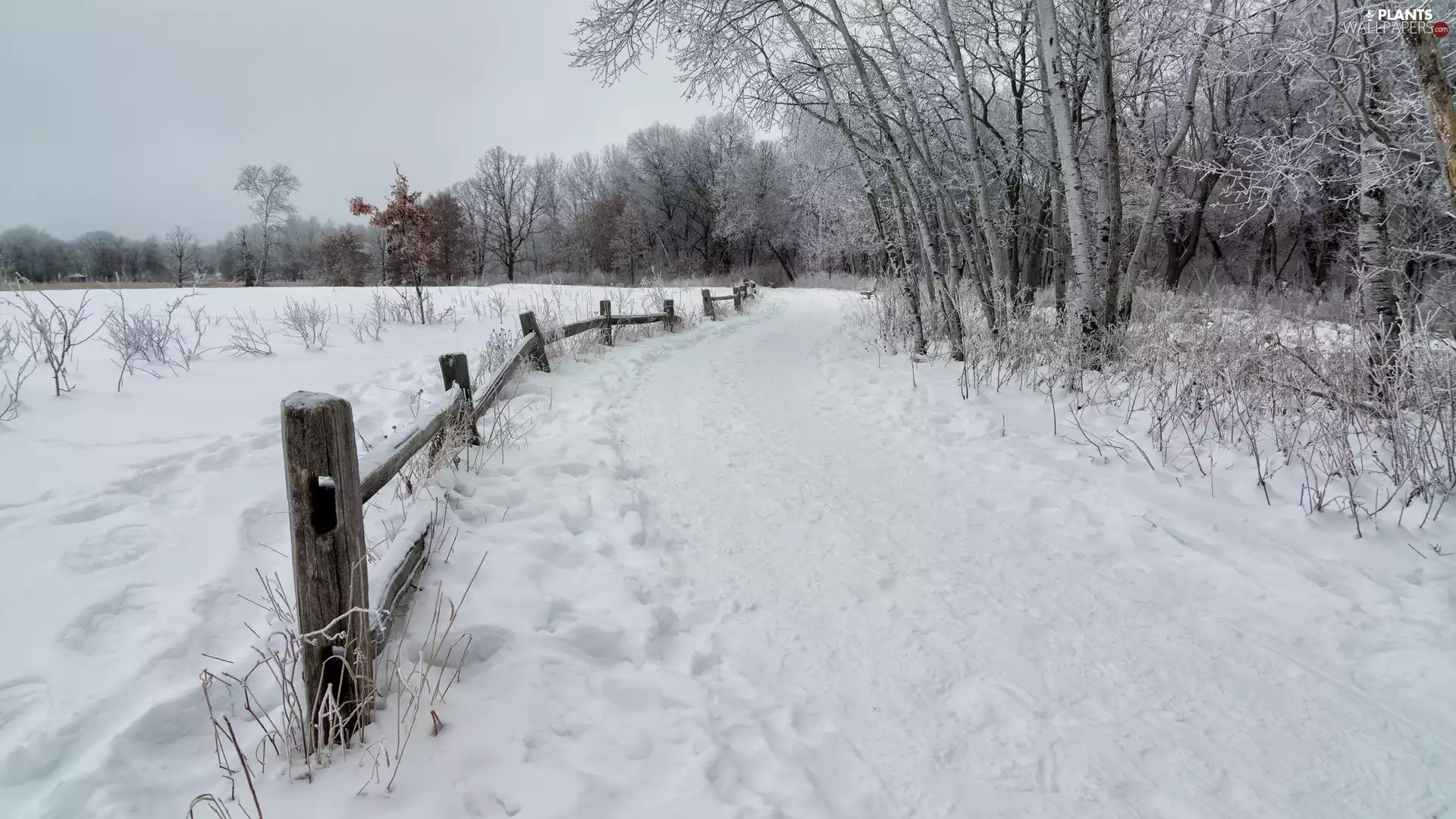 trees, viewes, Way, Fance, winter